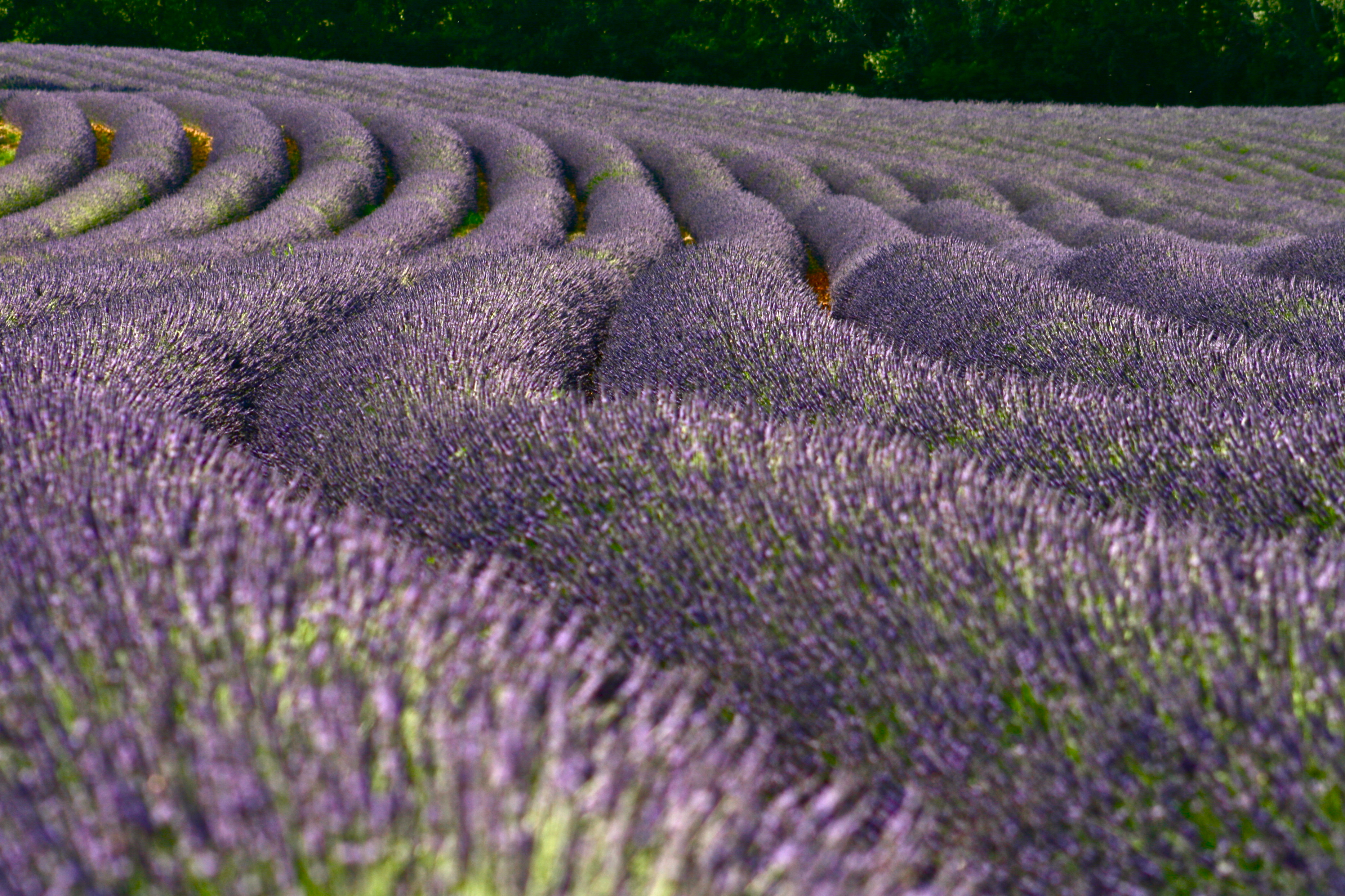Champ de lavande,France