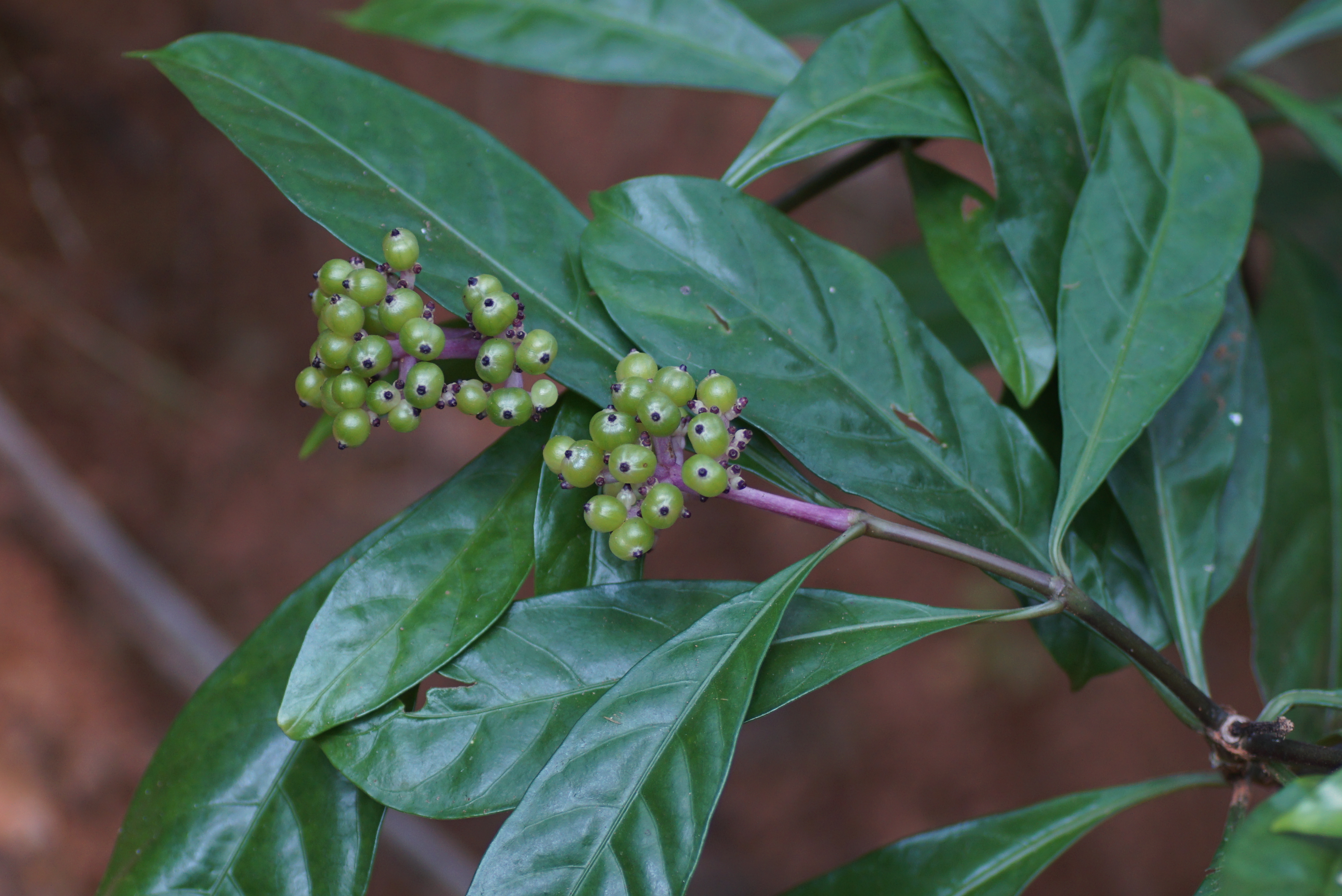 Chassalia curviflora 06801