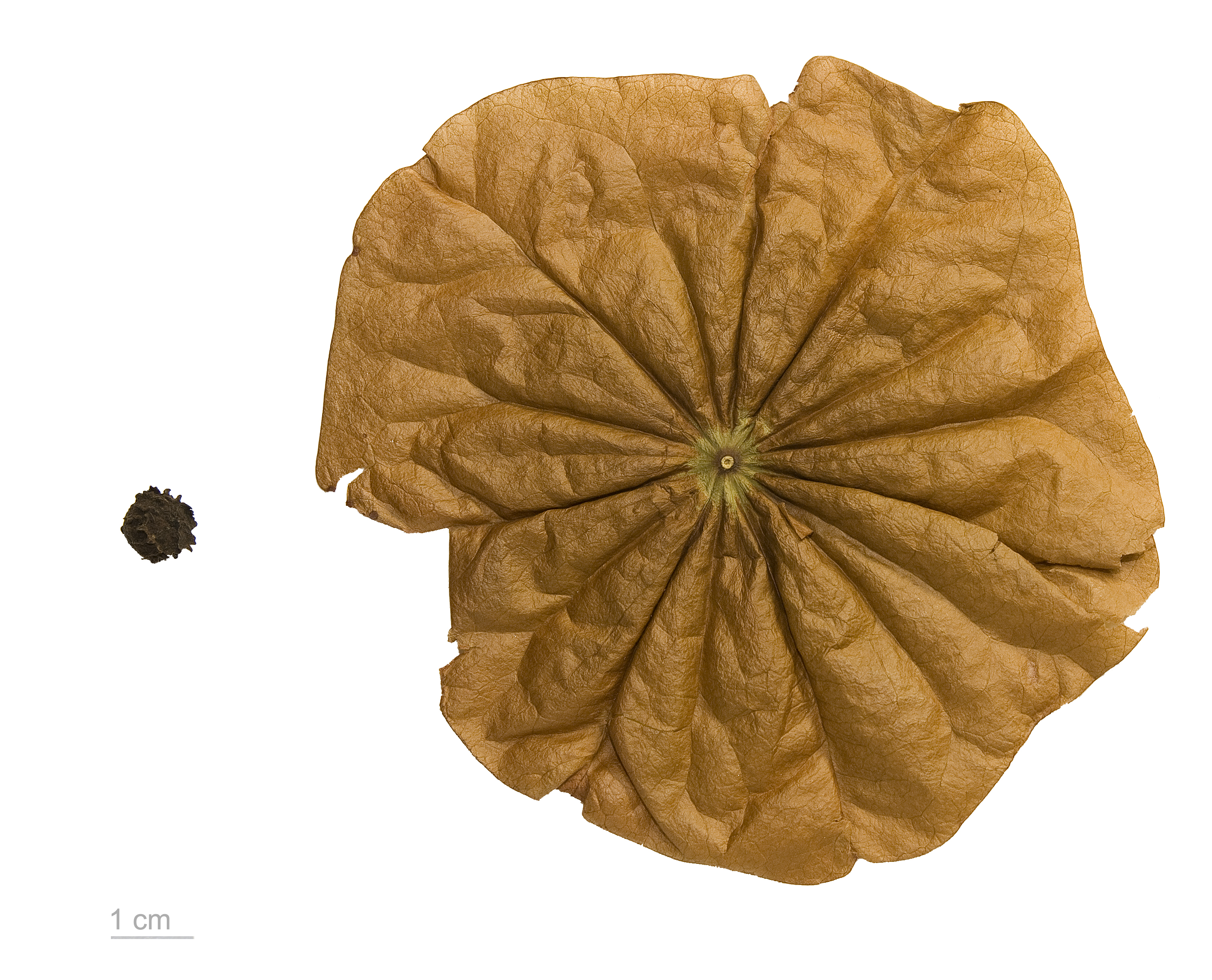 Chaunochiton kappleri MHNT.BOT.2009.16.7