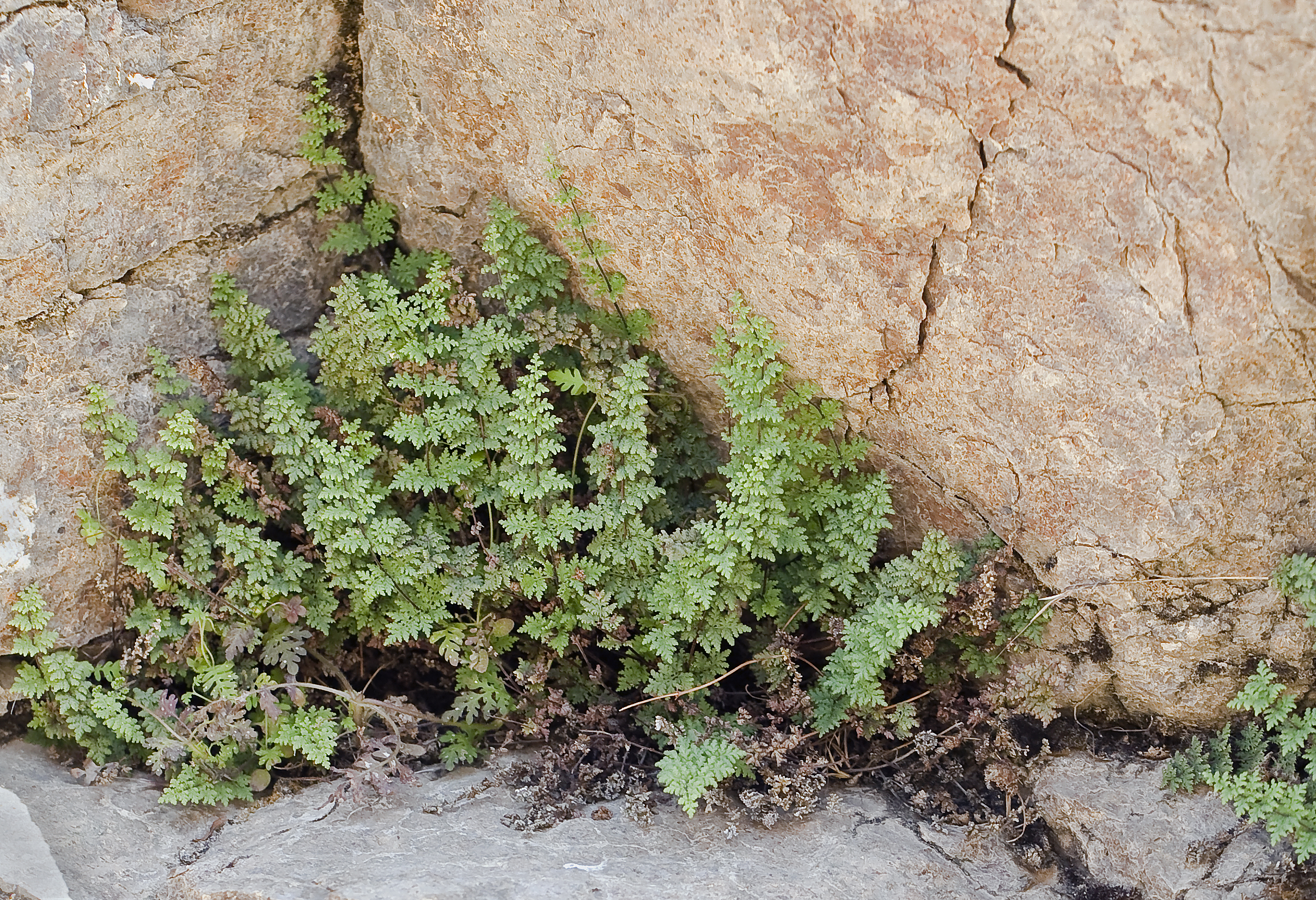 Cheilanthes viscida (viscid lipfern) (6009702820)