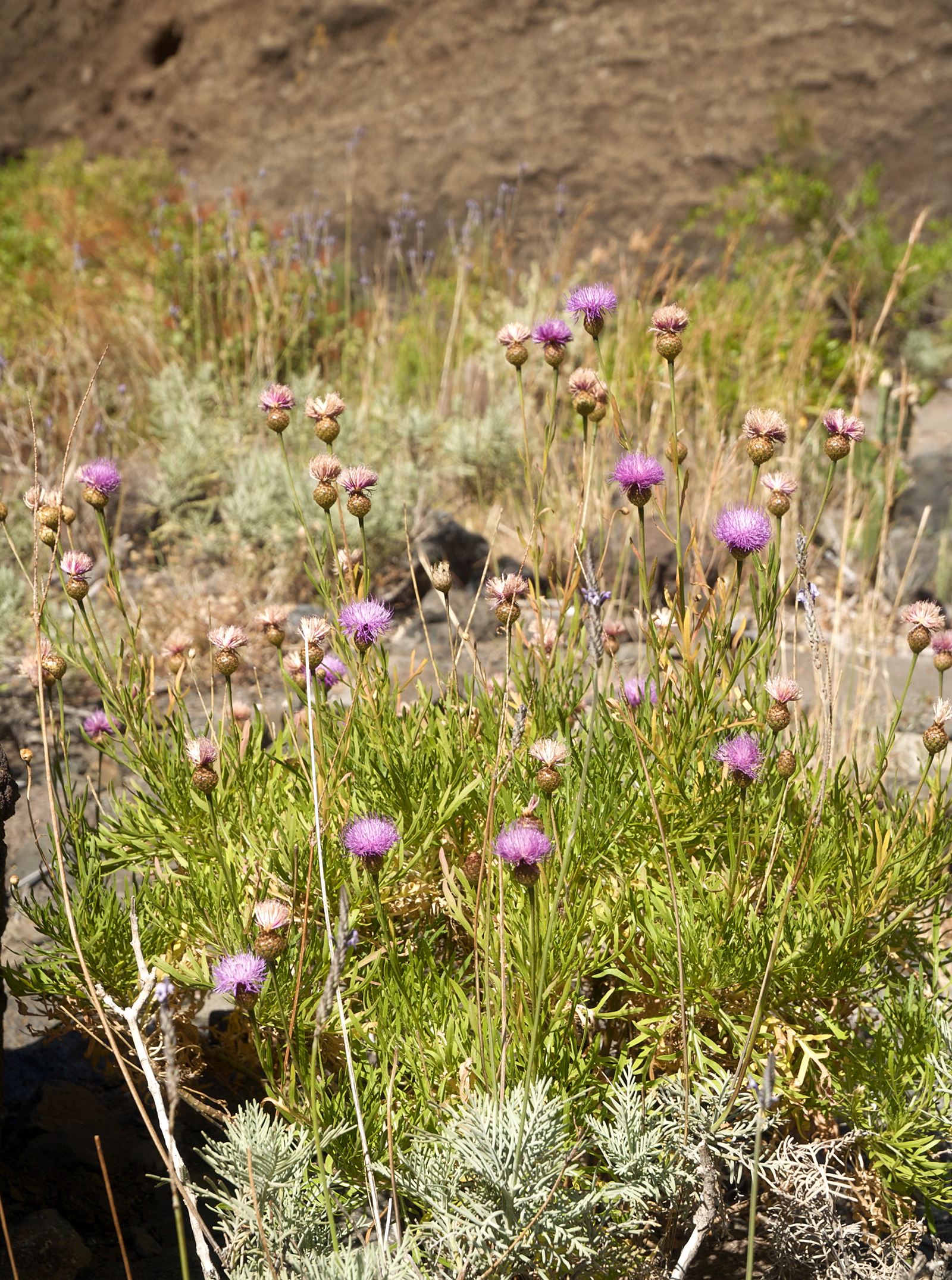 Cheirolophus canariensis LC0212