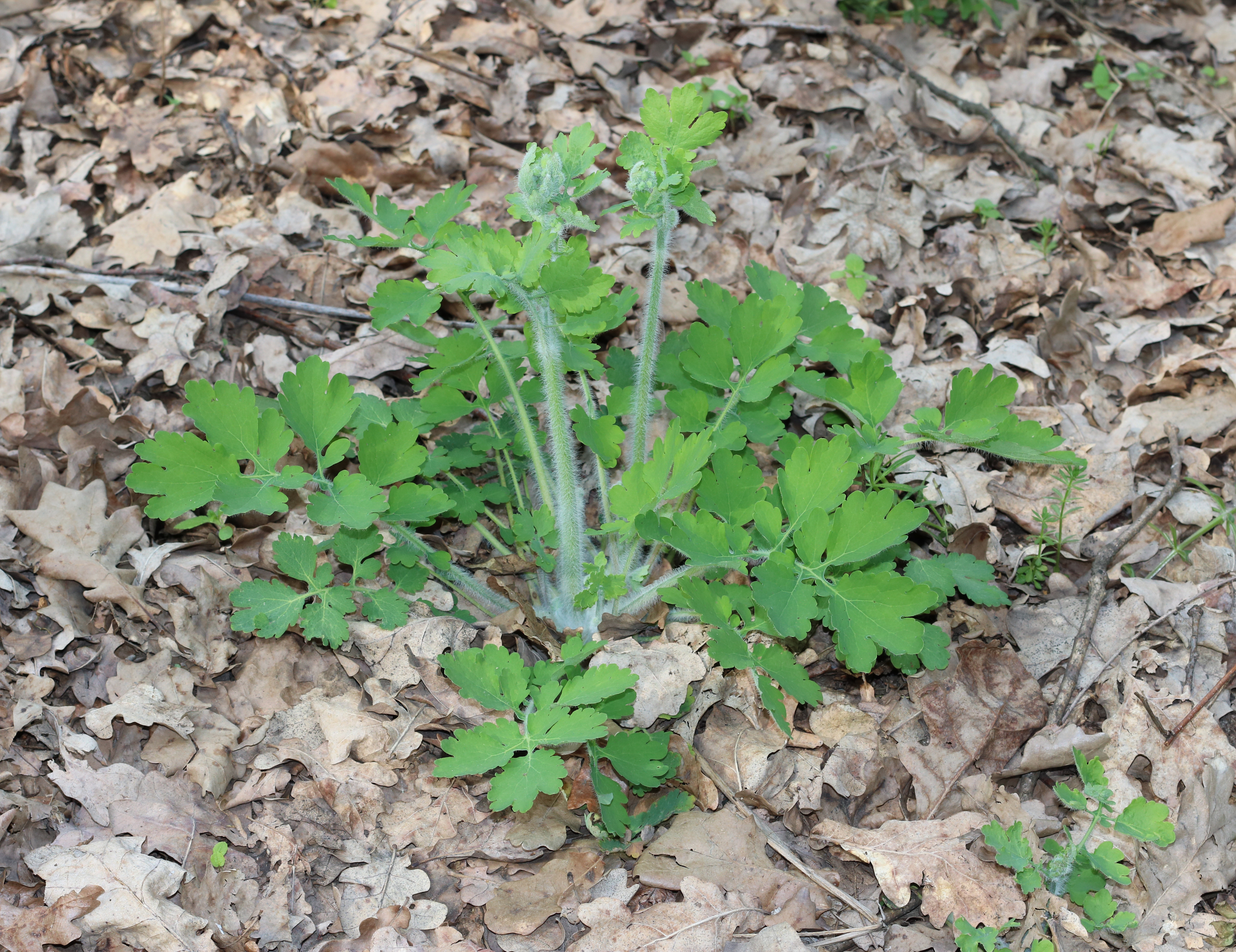 Chelidonium majus 2016 G1