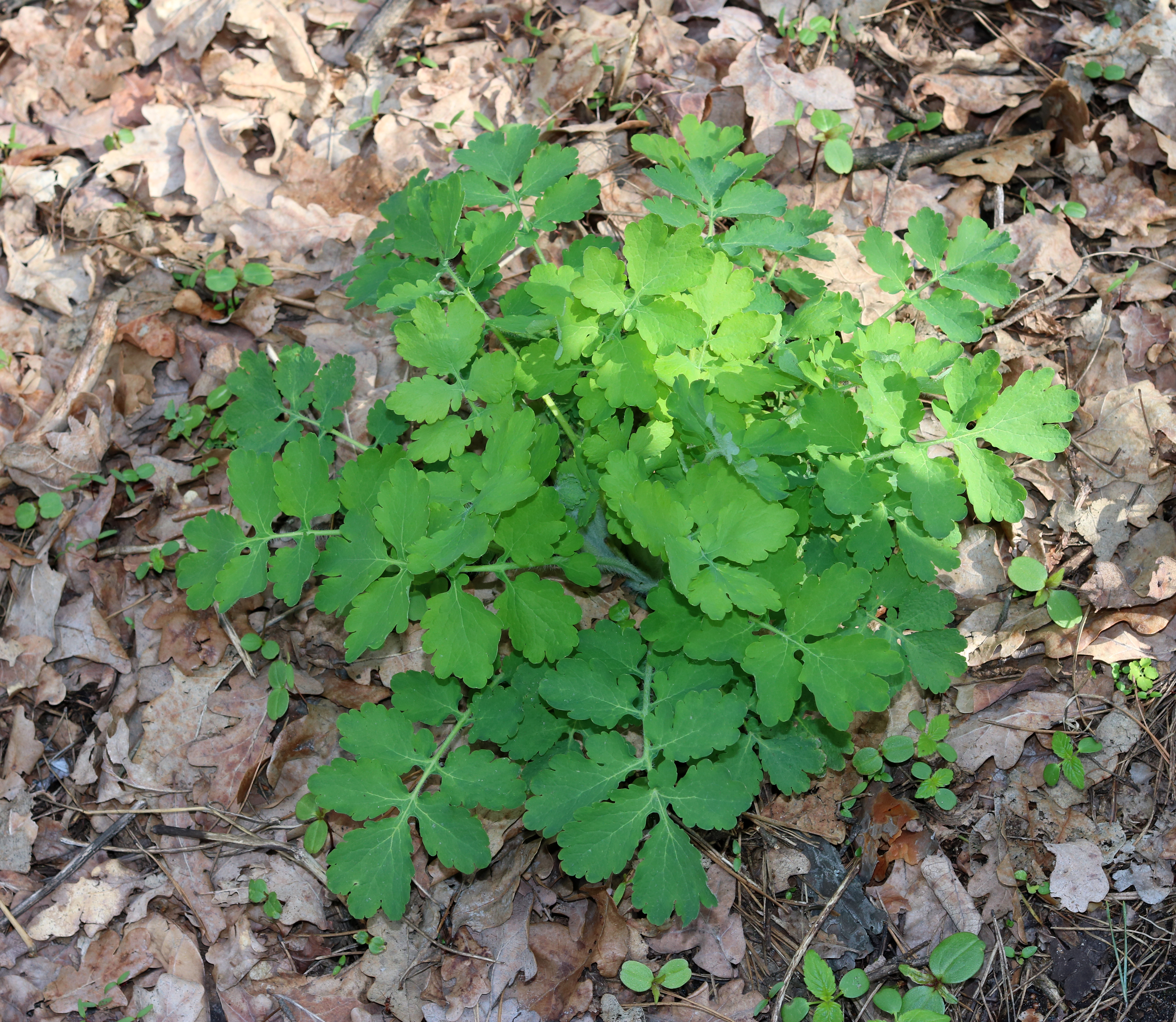 Chelidonium majus 2017 G1
