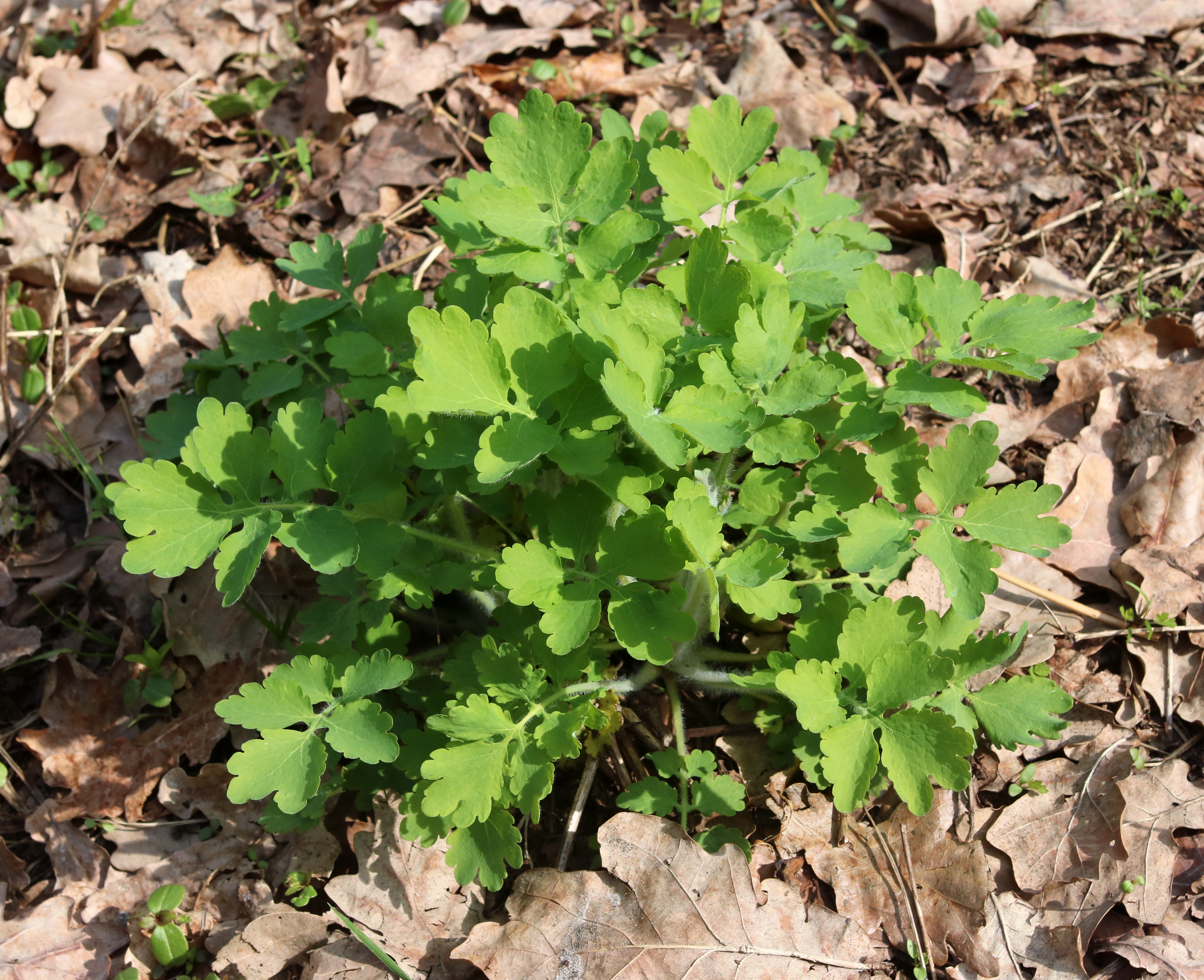 Chelidonium majus 2017 G2