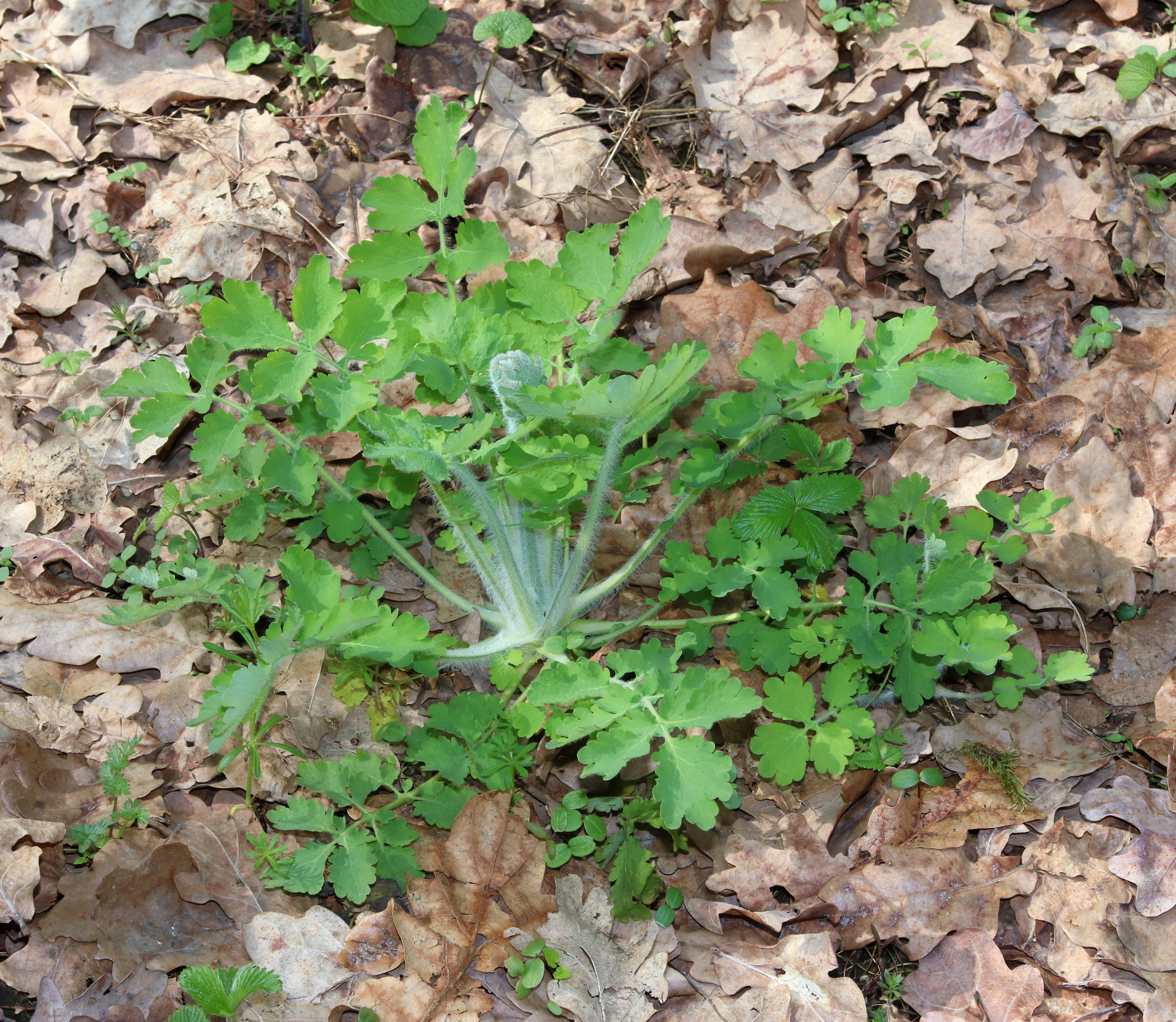 Chelidonium majus 2017 G3