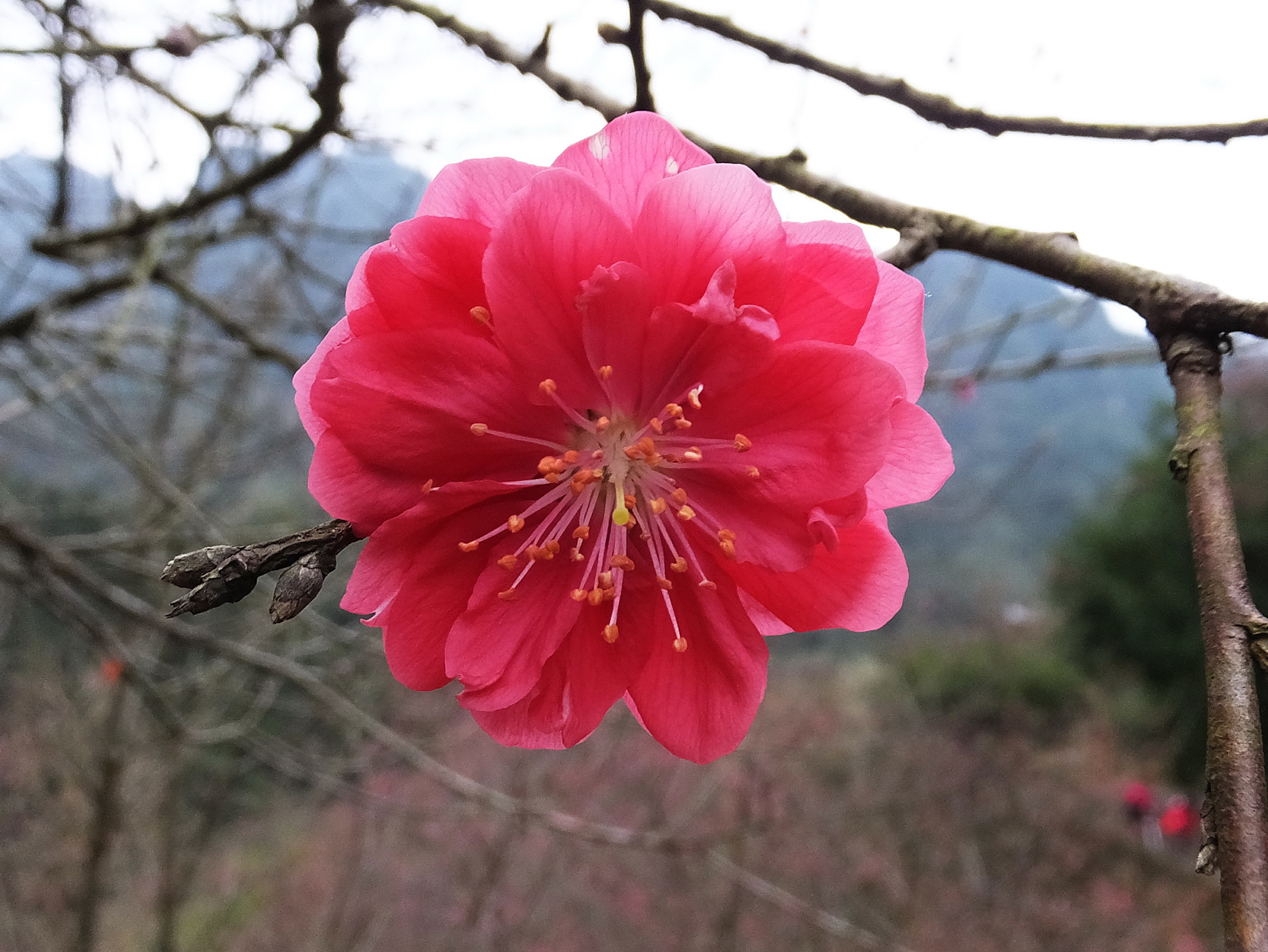 Cherry Blossom 櫻花 - panoramio