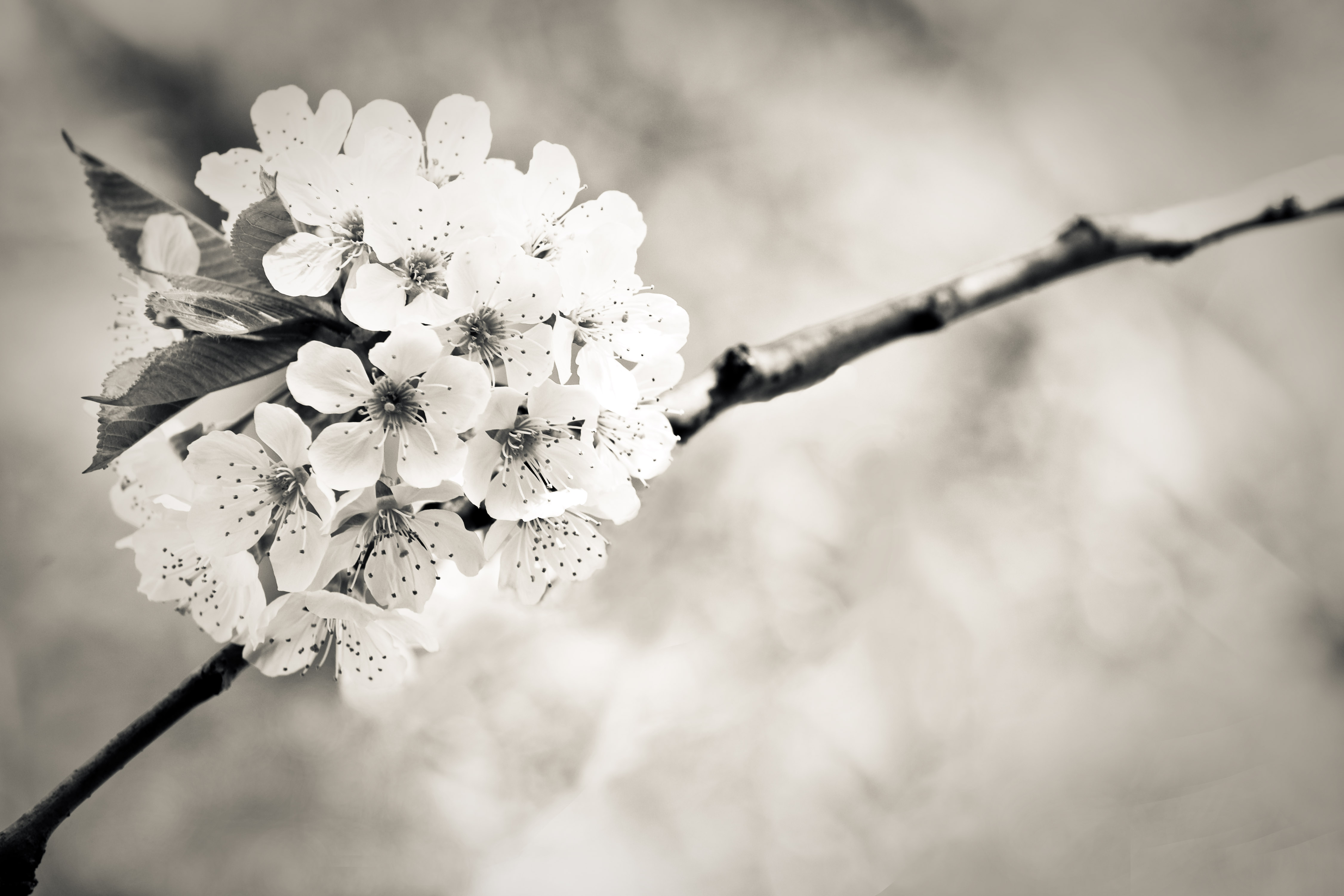 Cherry Blossom Ball (4553024228)