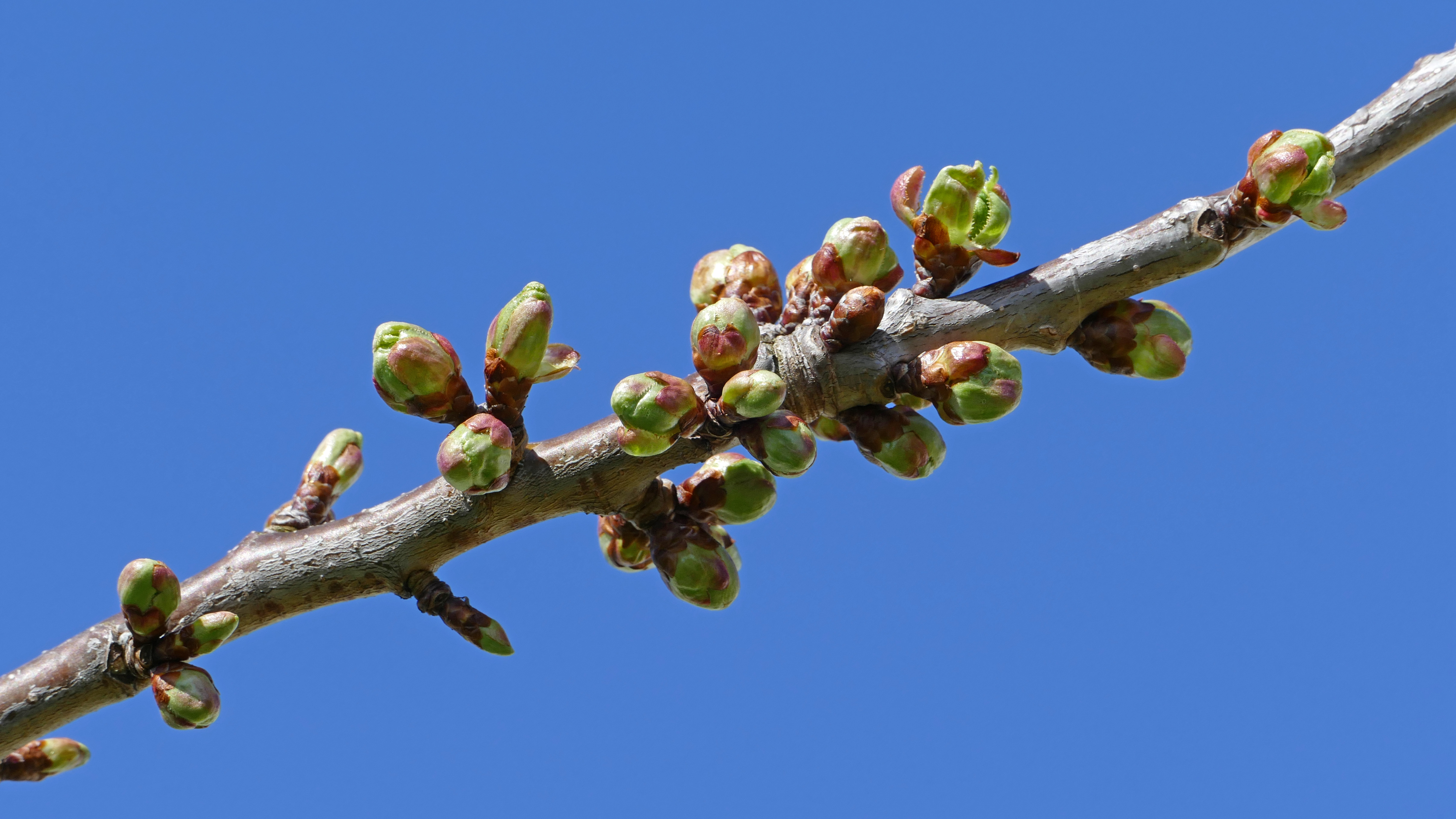 Cherry blossom buds 1