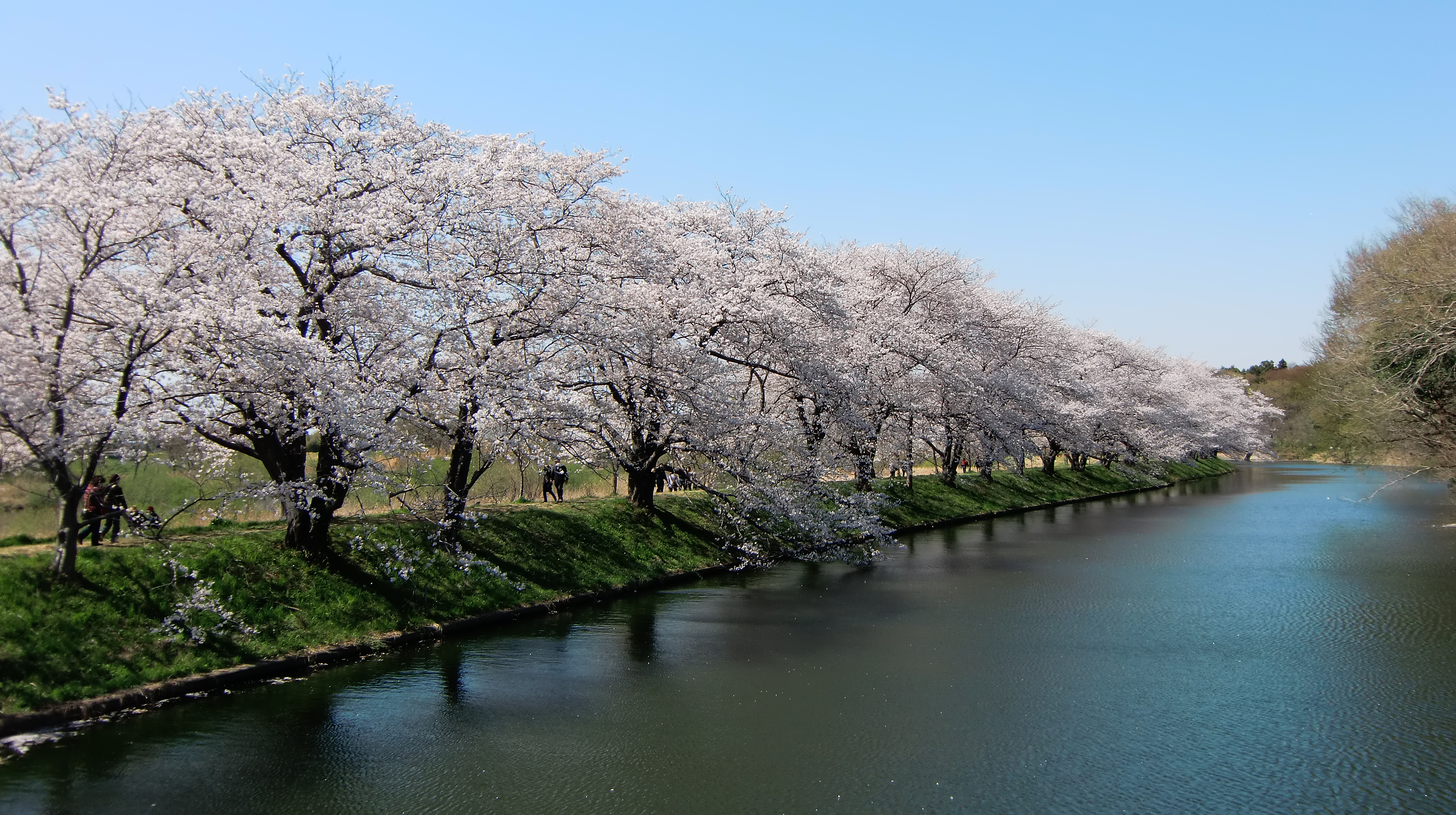 Cherry blossom in Fukuokazeki sakura park