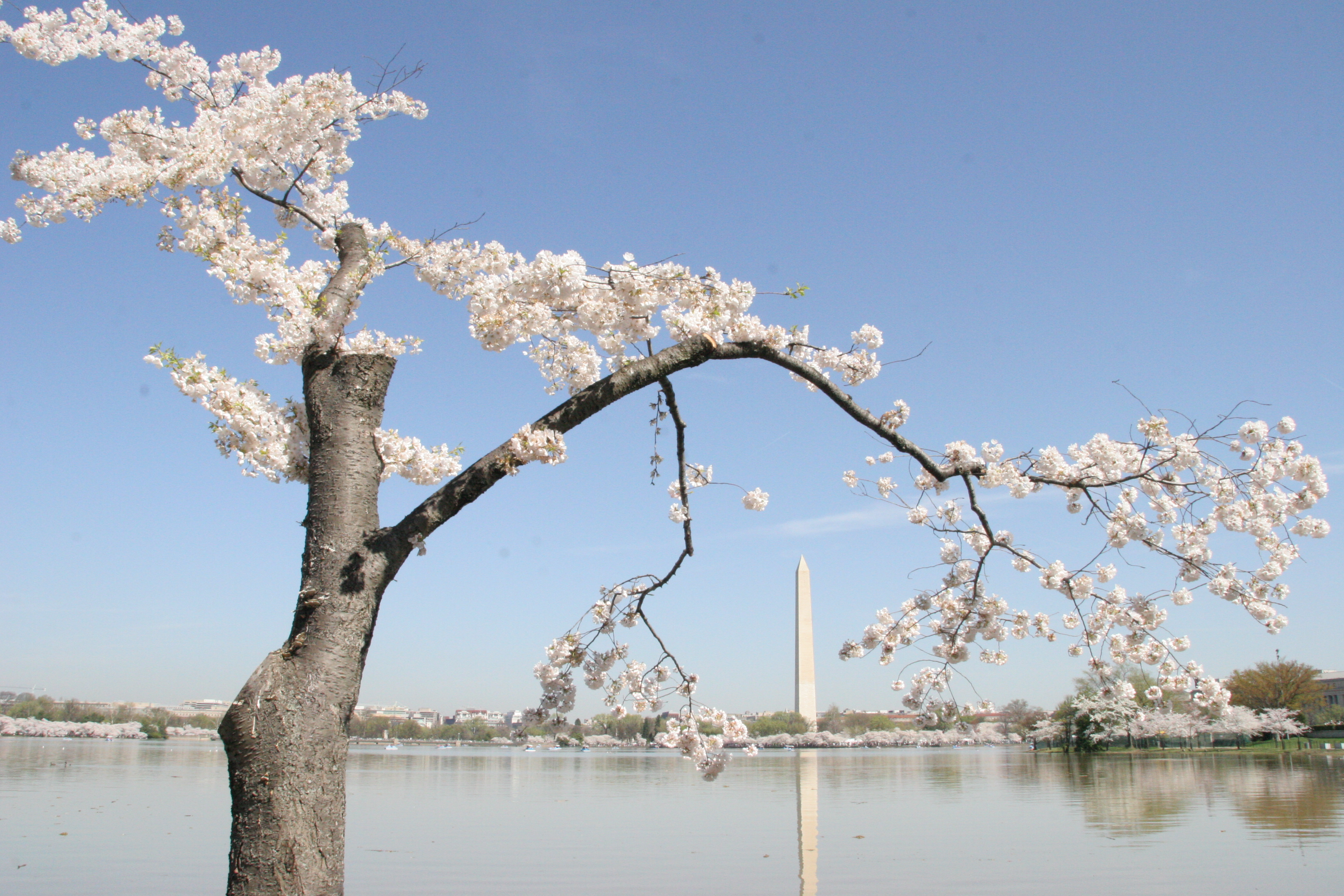 Cherry blossoms - Flickr - Al Jazeera English (10)