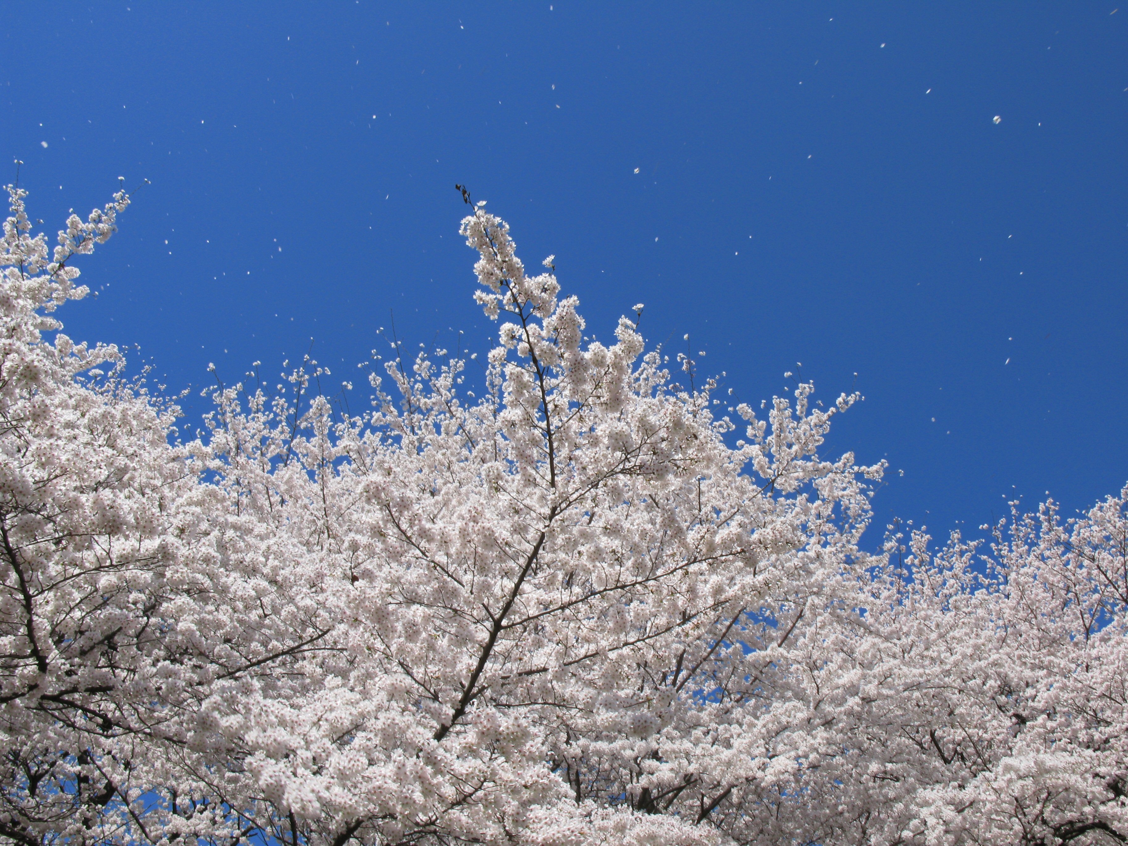 Cherry blossoms - Sakura - 02 - жЎњ