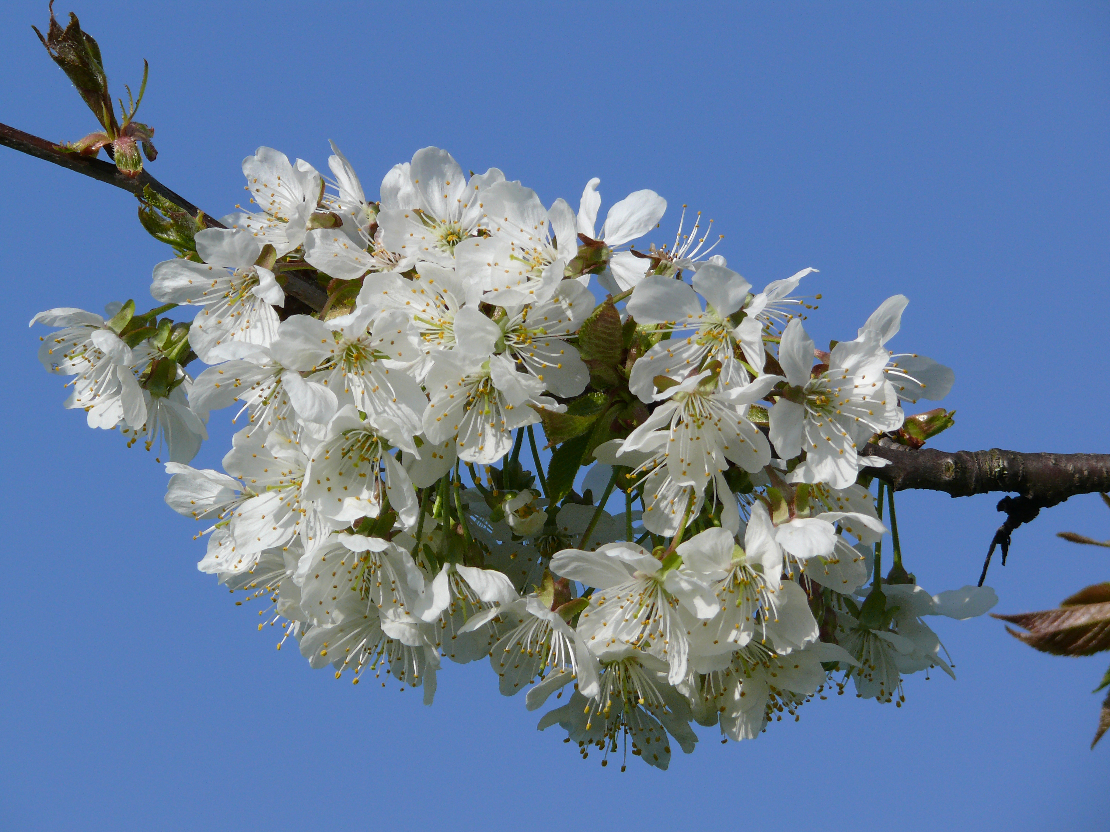 Cherry blossoms outside vitra 6