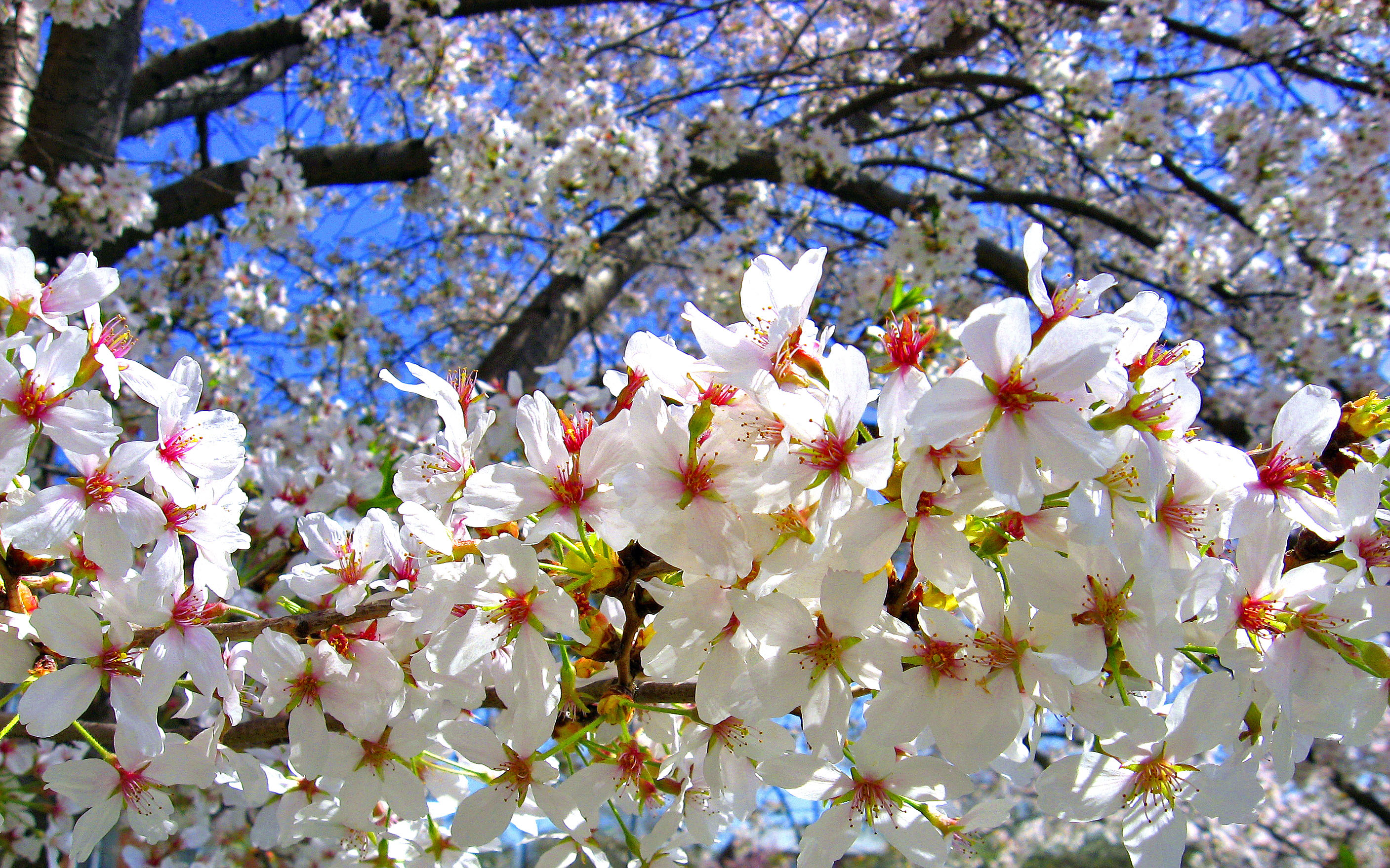 Cherry blossoms tree