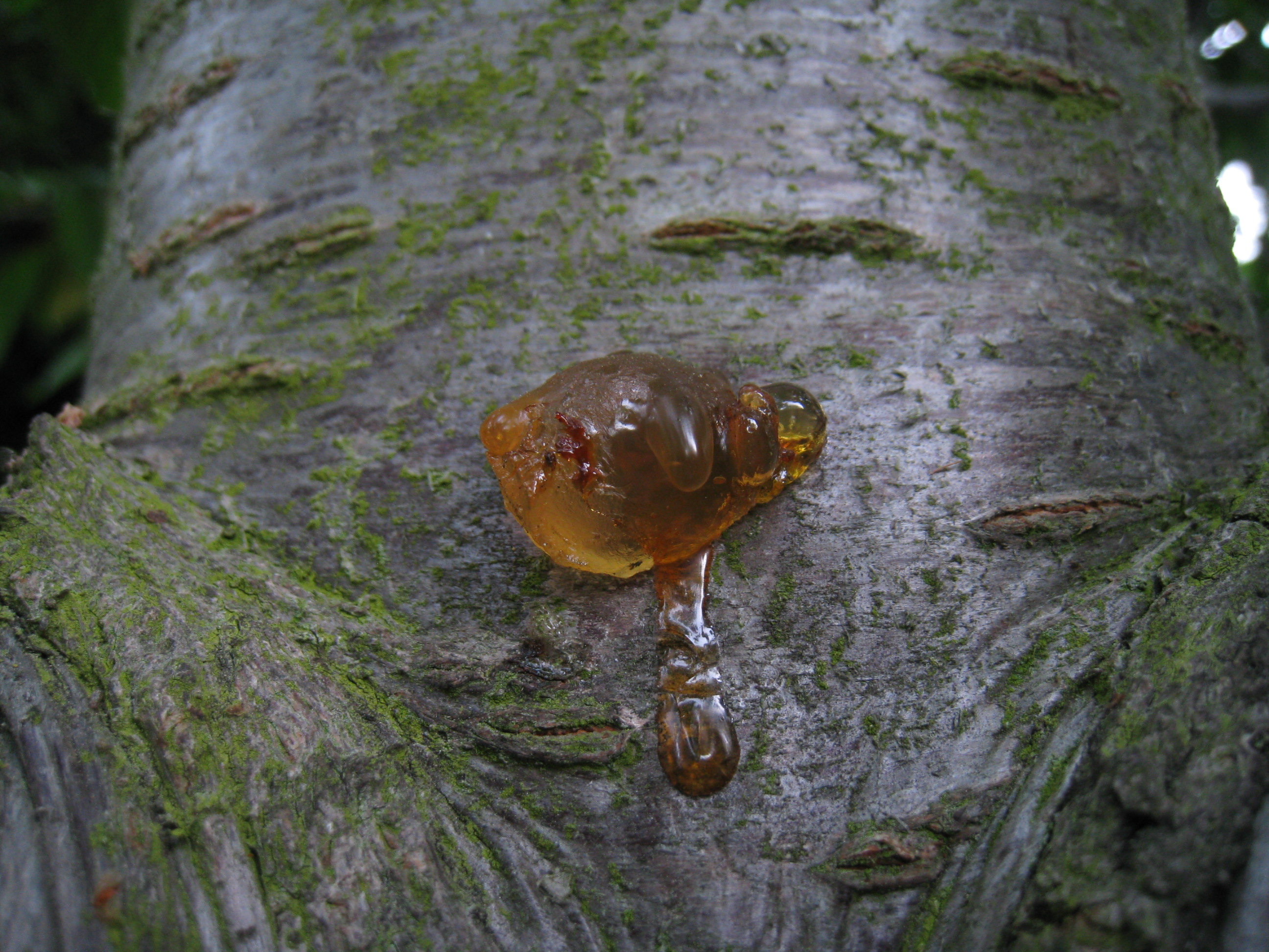 Cherry tree pitch