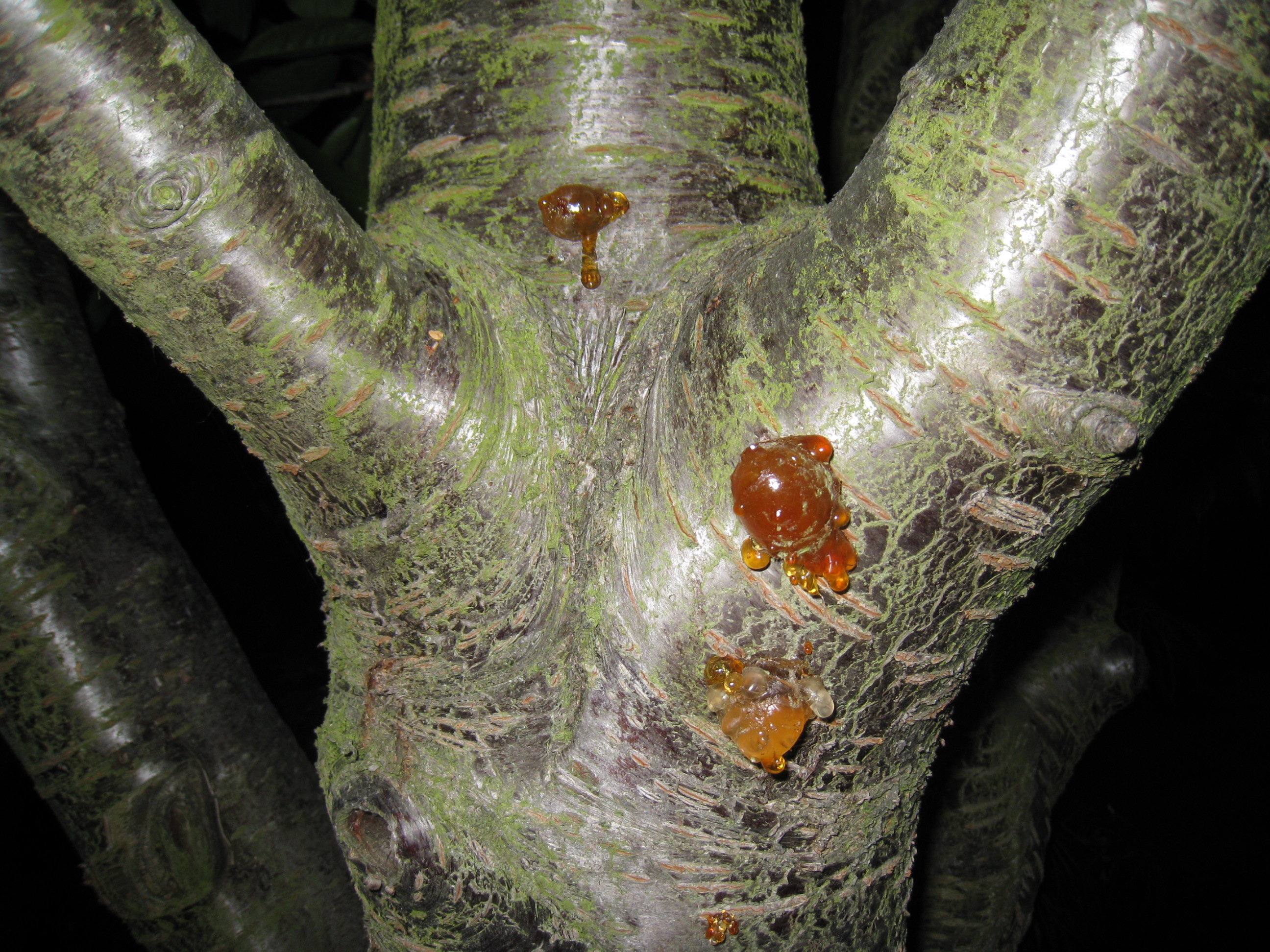 Cherry tree pitch 2
