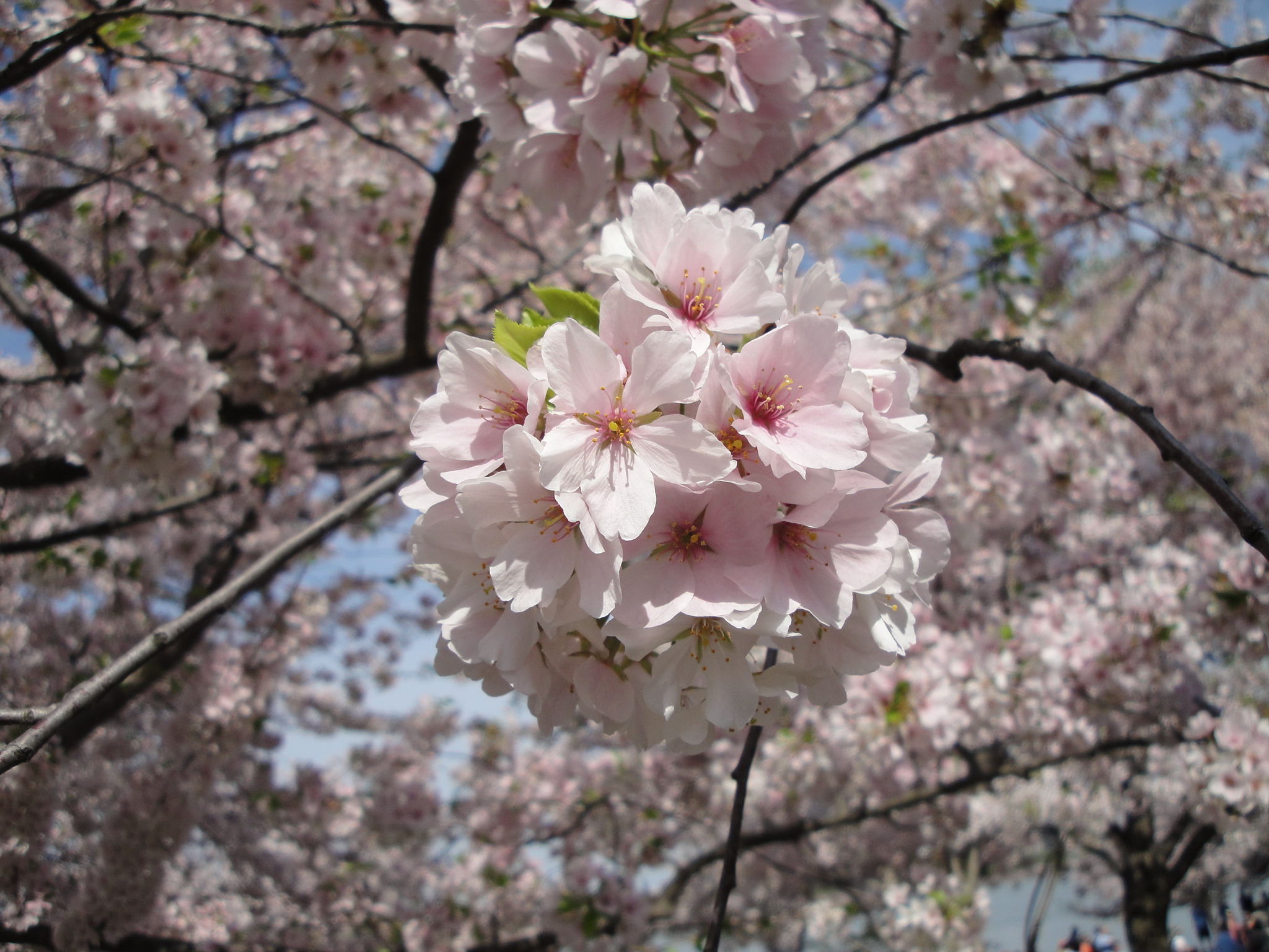 CherryBlossomBunchCloseUp2010