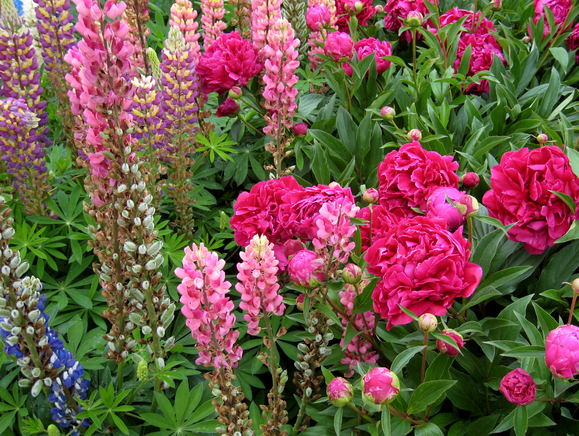 Cheverny23