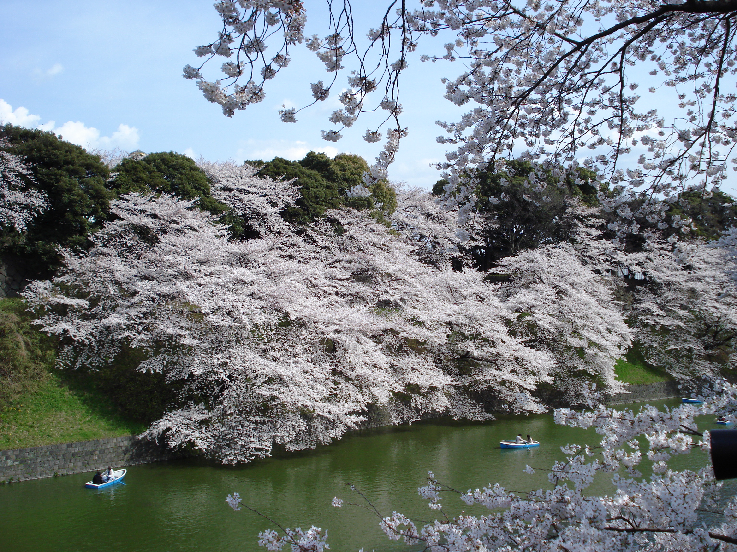 Chidorigafuchi sakura