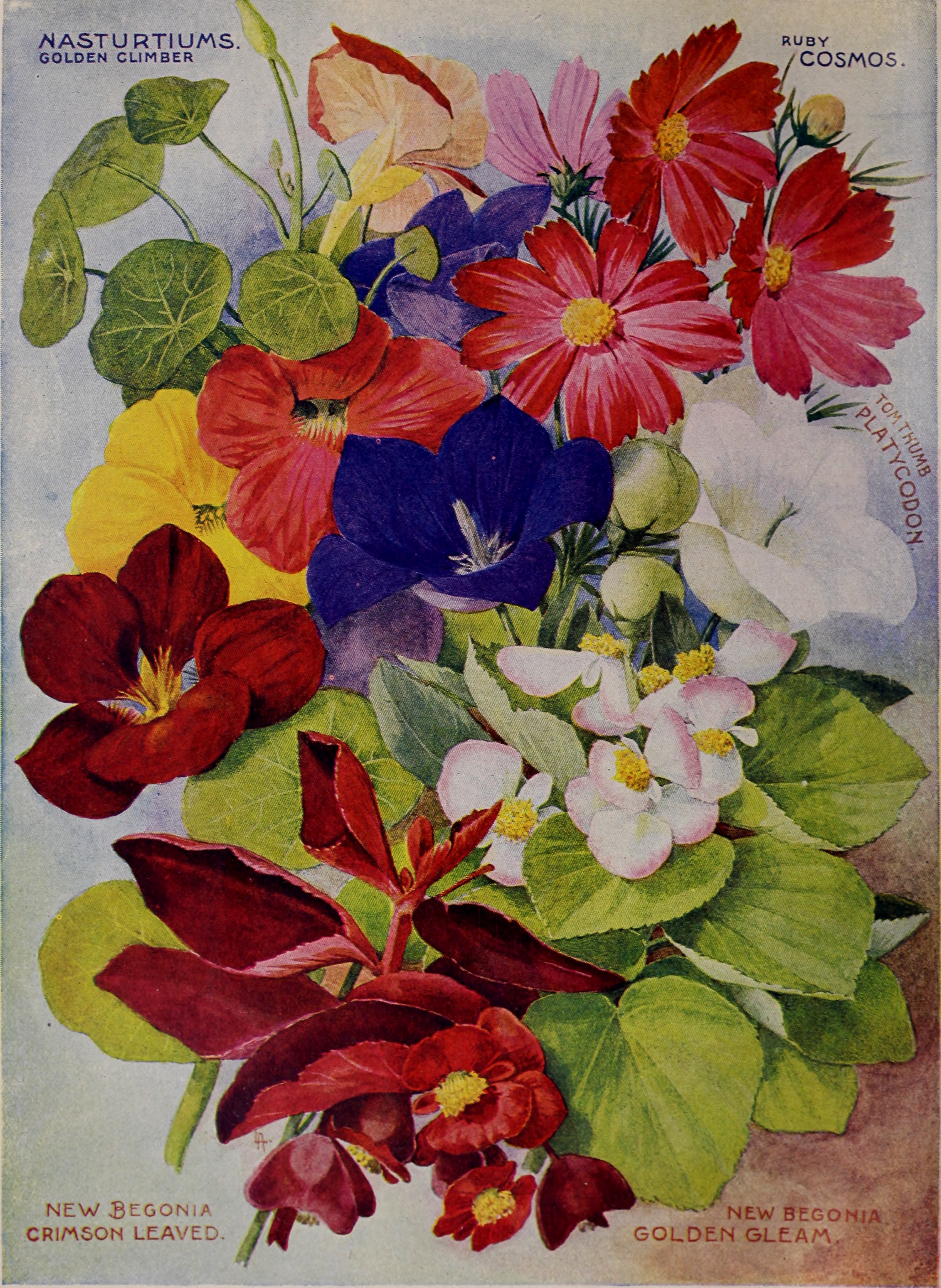Childs' rare flowers, vegetables, and fruits (1903) (20606567885)