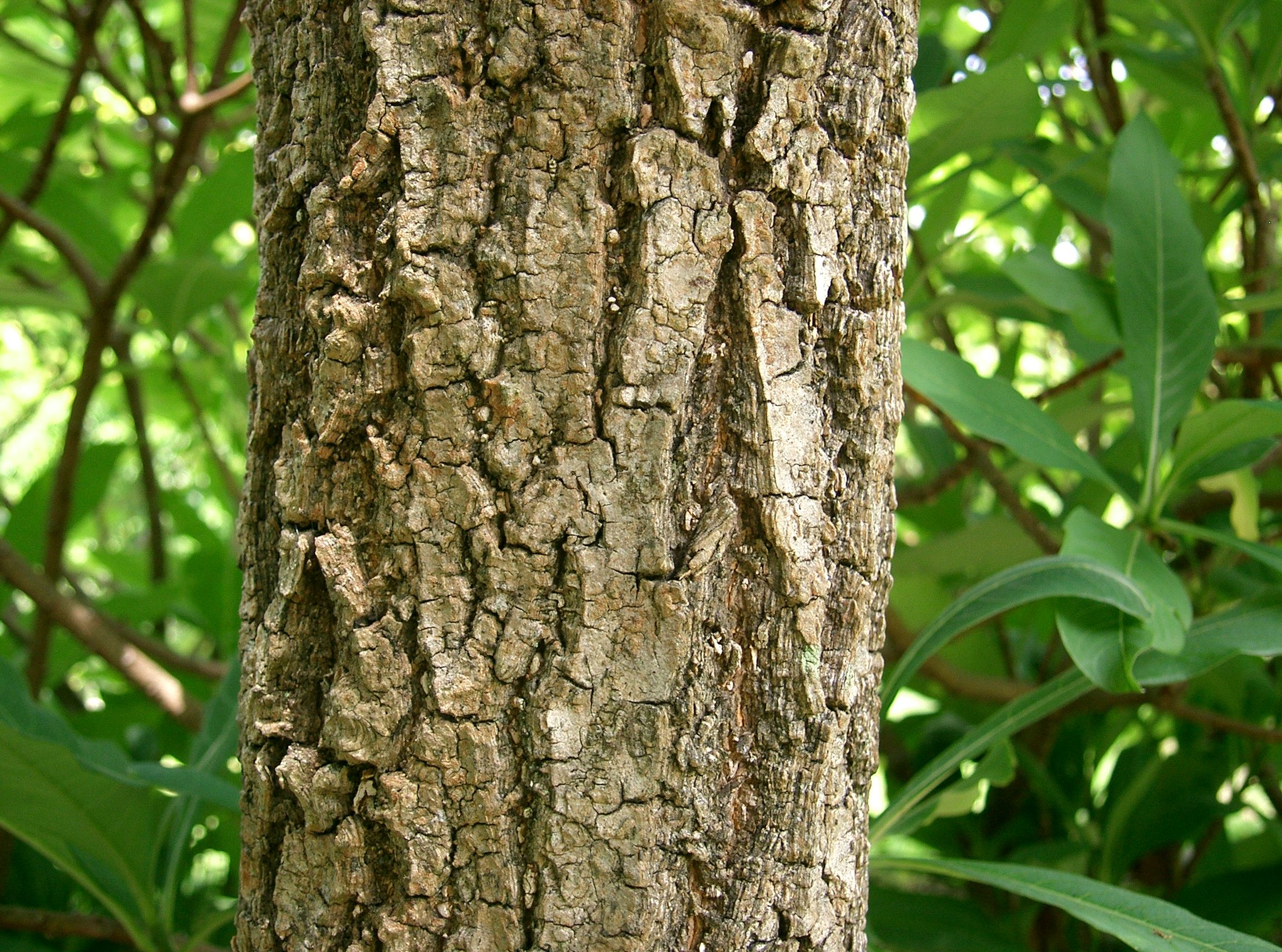 Chionanthus retusus1