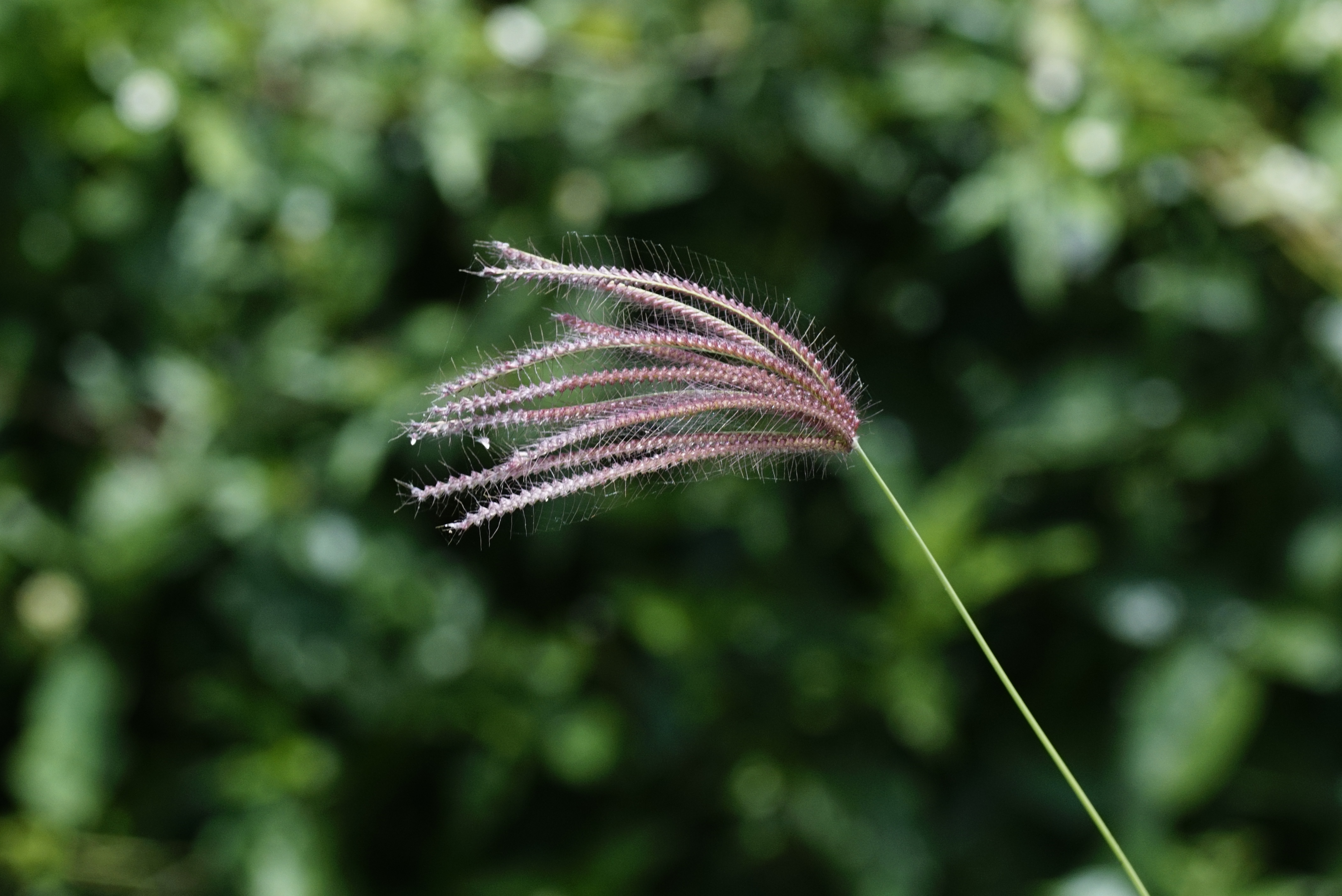 Chloris Sp 5395
