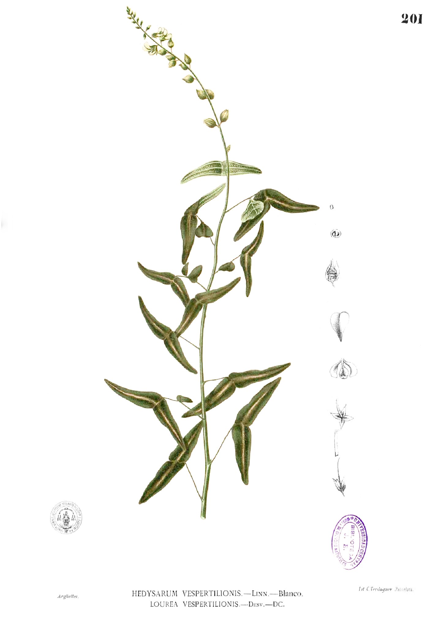 Christia vespertilionis Blanco1.201