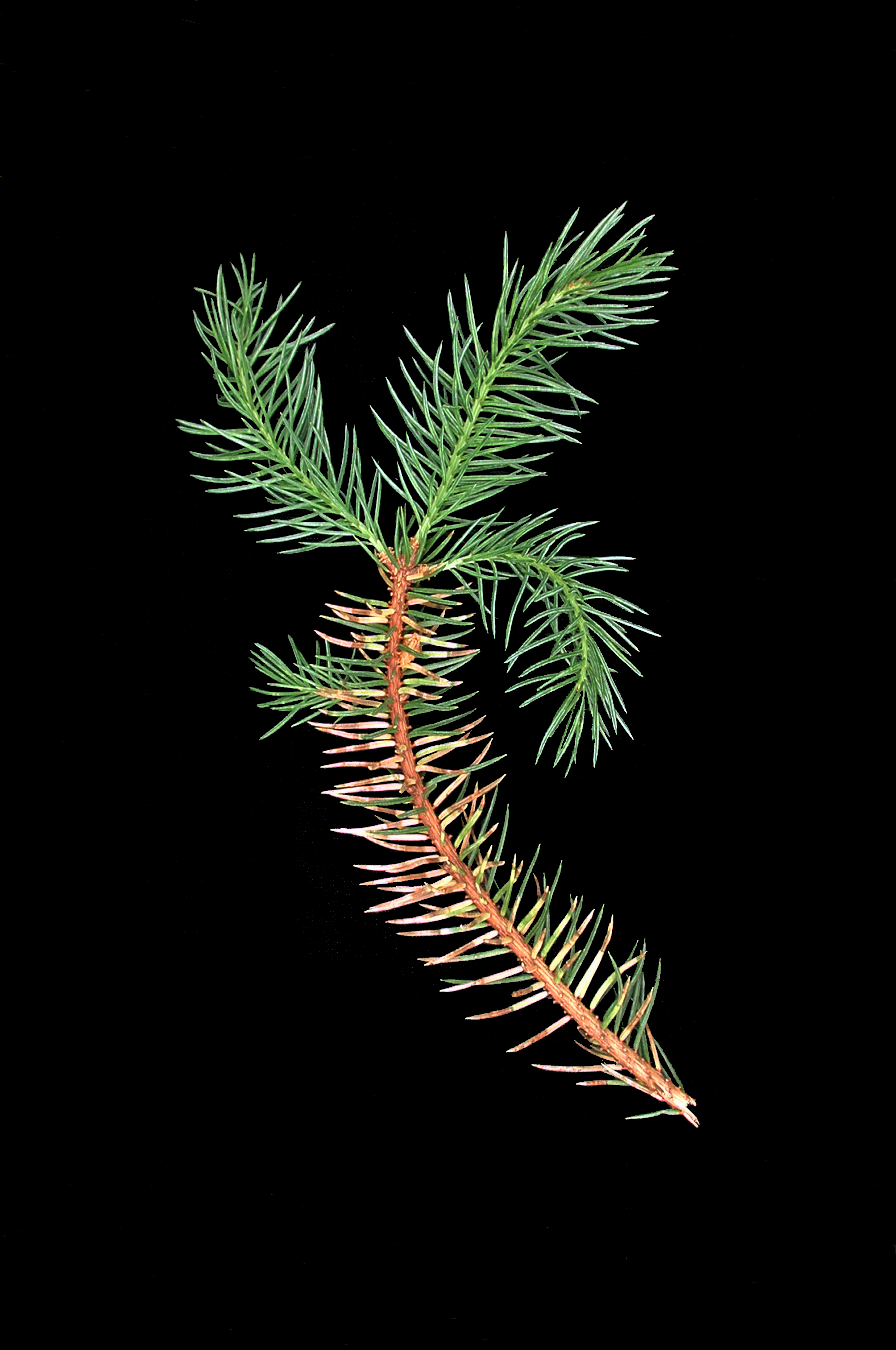 Chrysomyxa weirii symptoms1