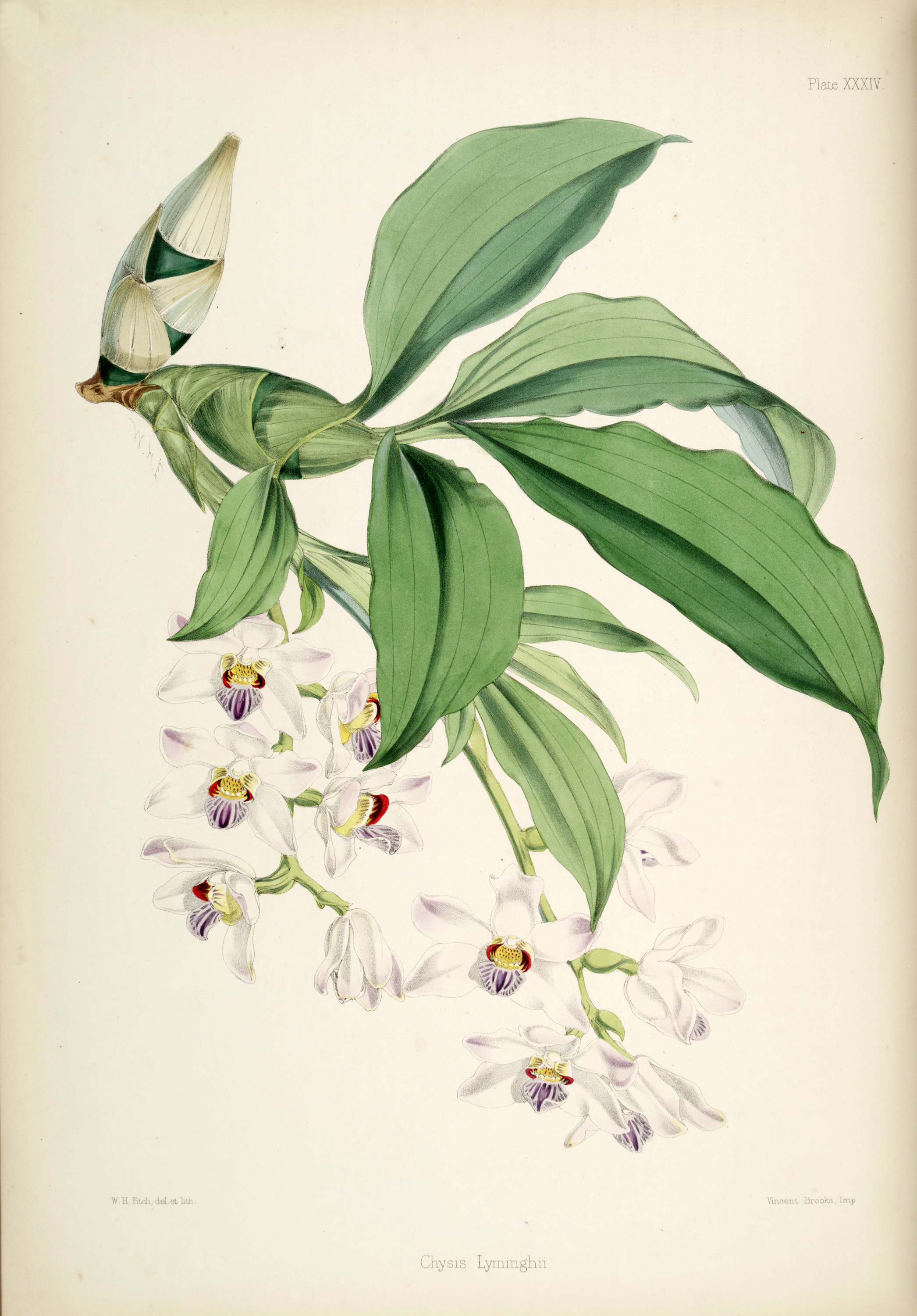 Chysis bractescens