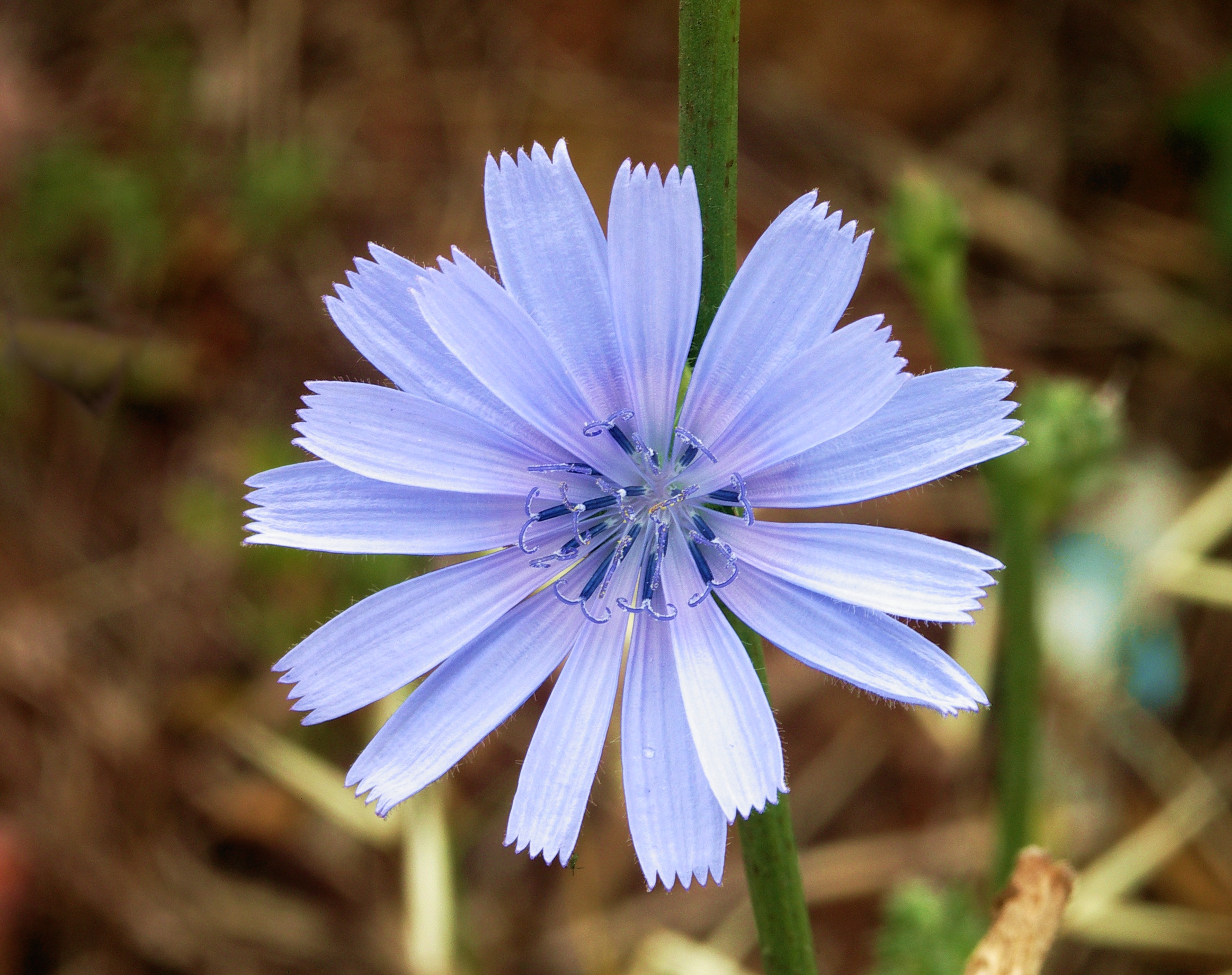 Cichorium intybus-alvesgaspar1