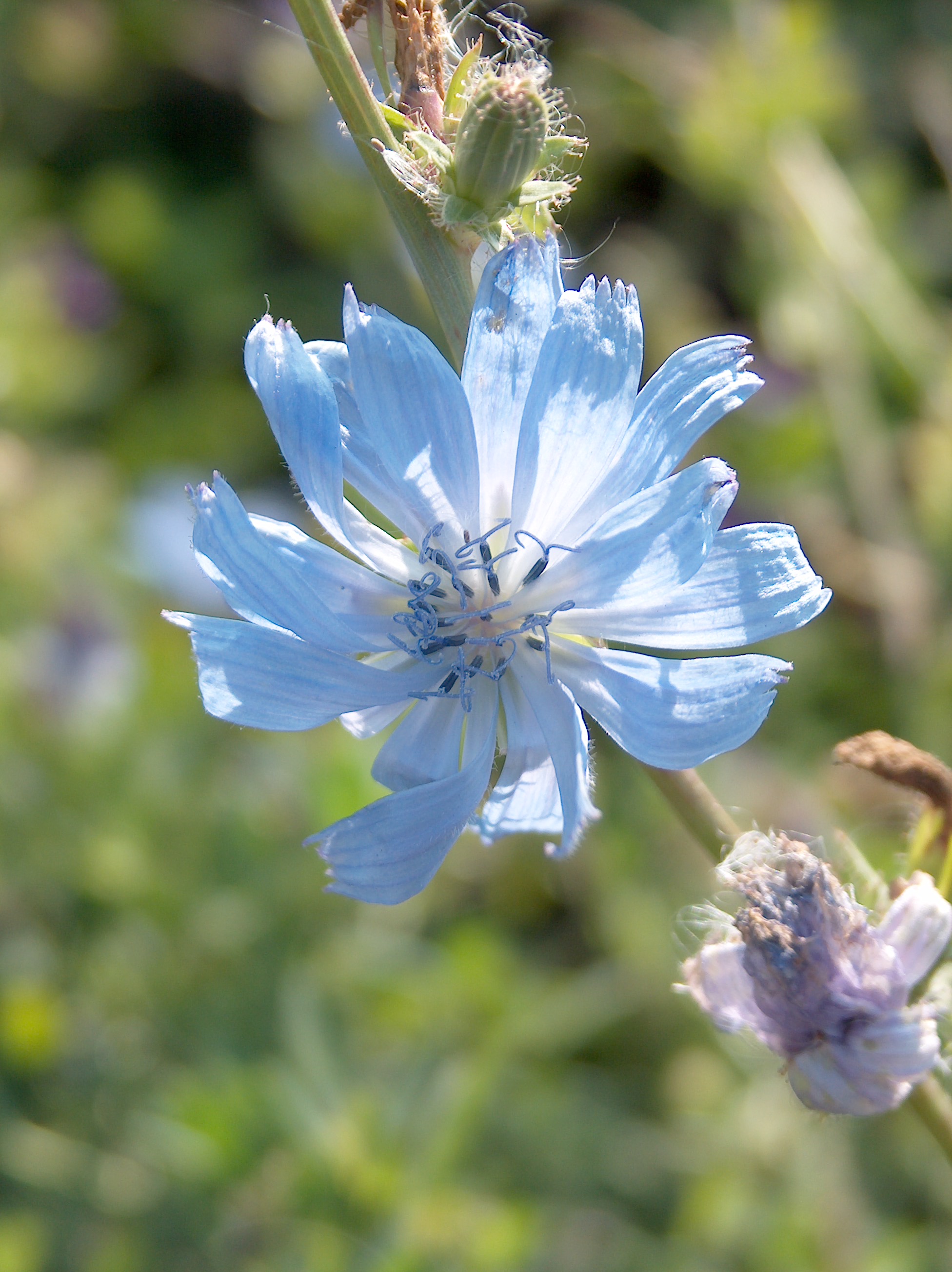 Cichorium intybus003