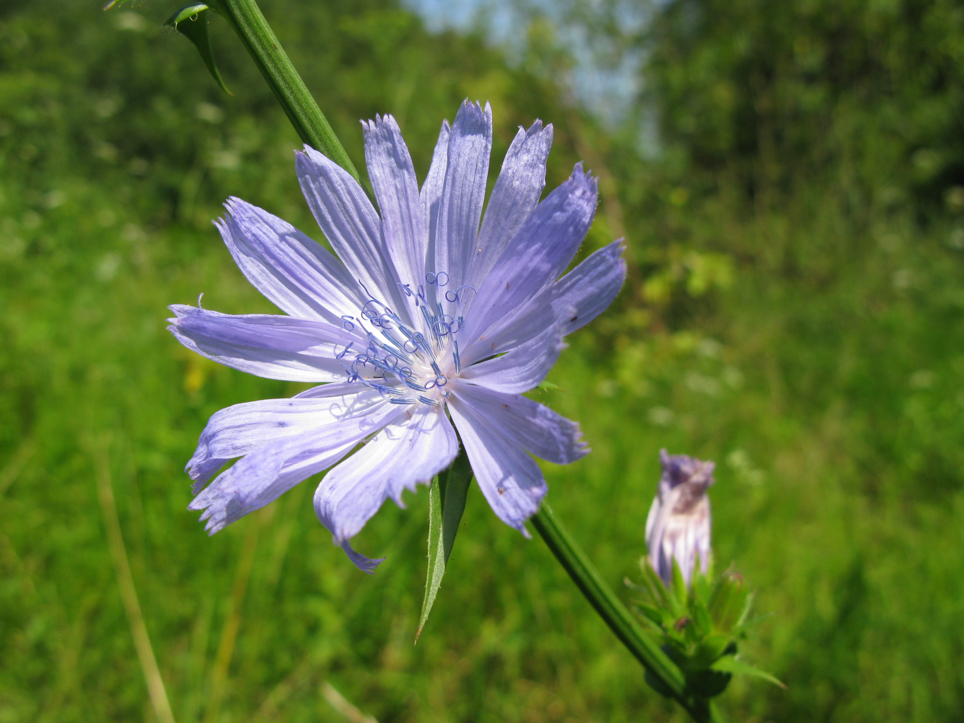 Cichorium intybus 0572