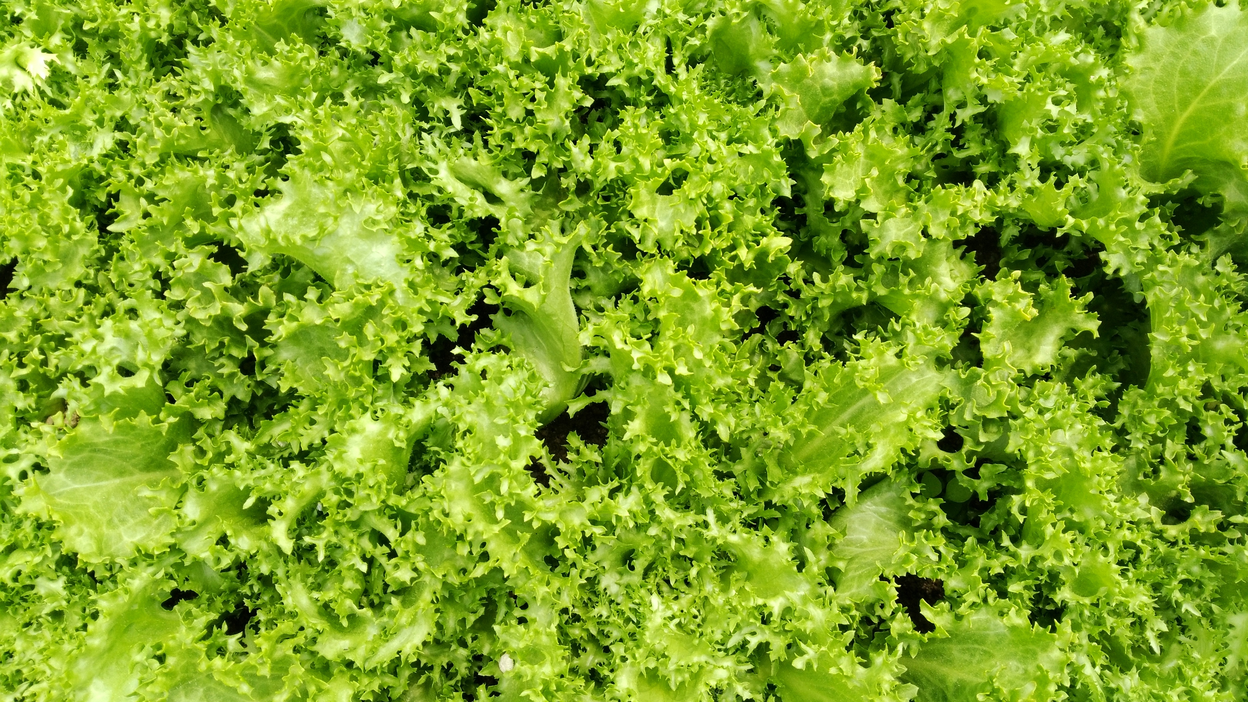 Cichorium intybus 4