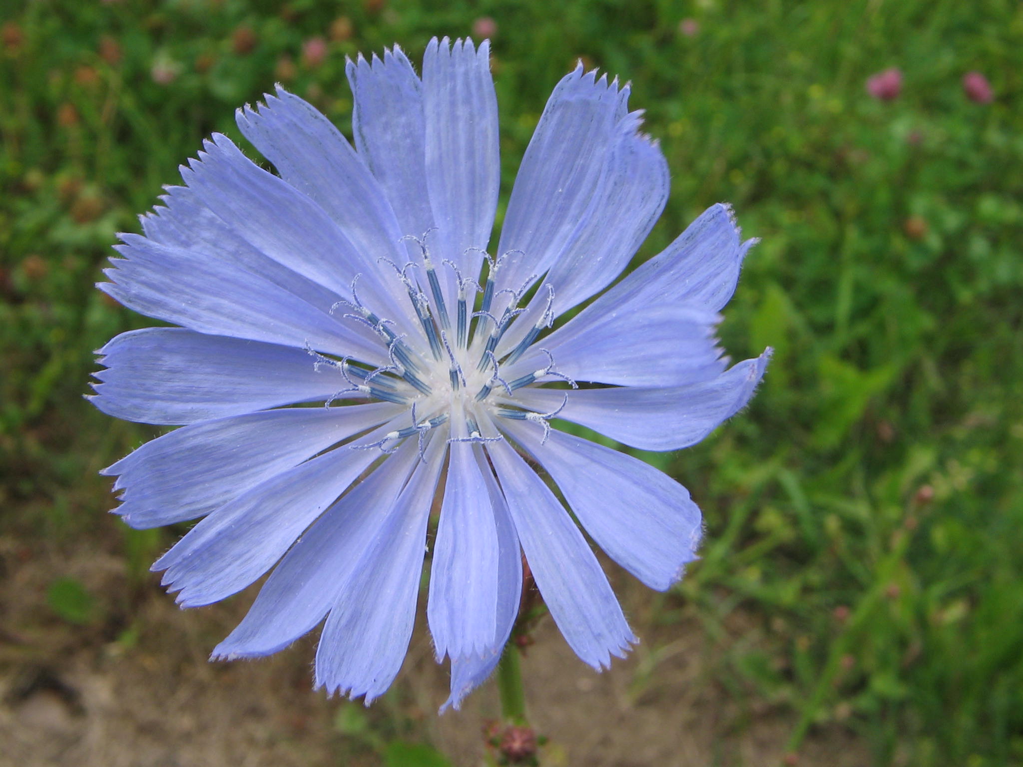 Cichorium intybus (2005 07 05)
