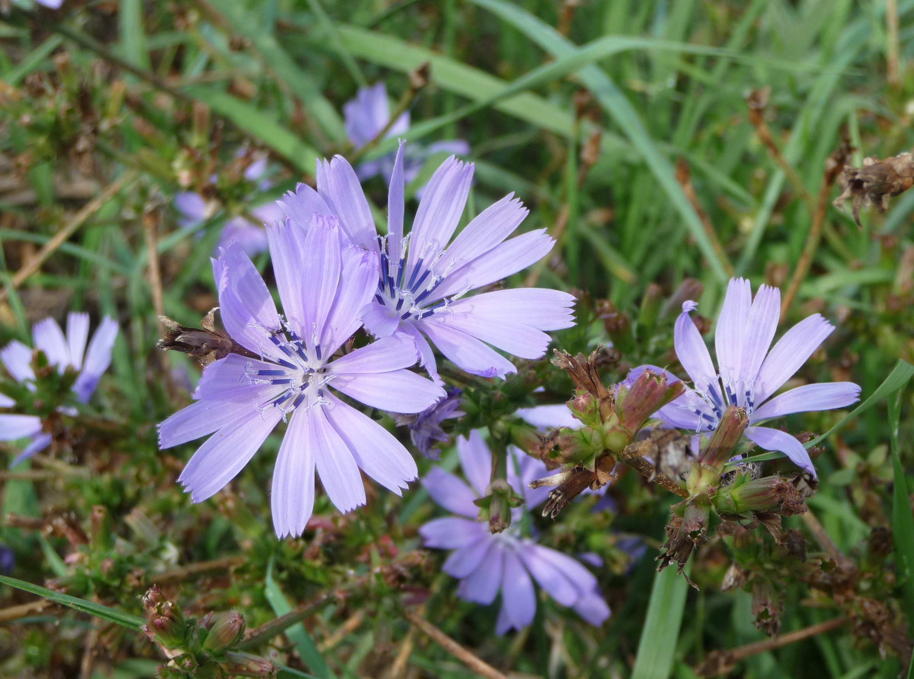 Cichorium intybus, Livorno