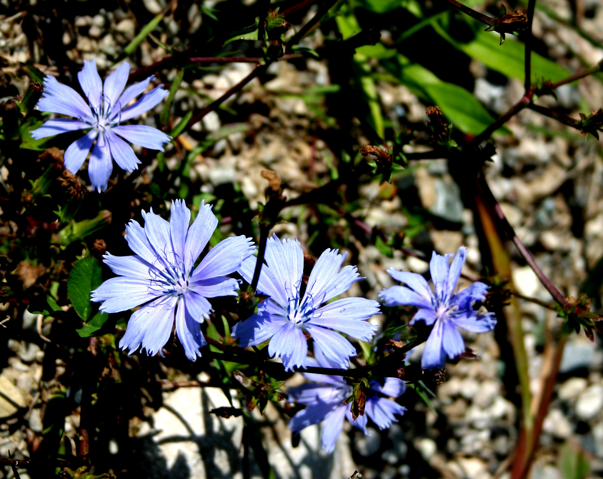 Cichorium intybus ENBLA04