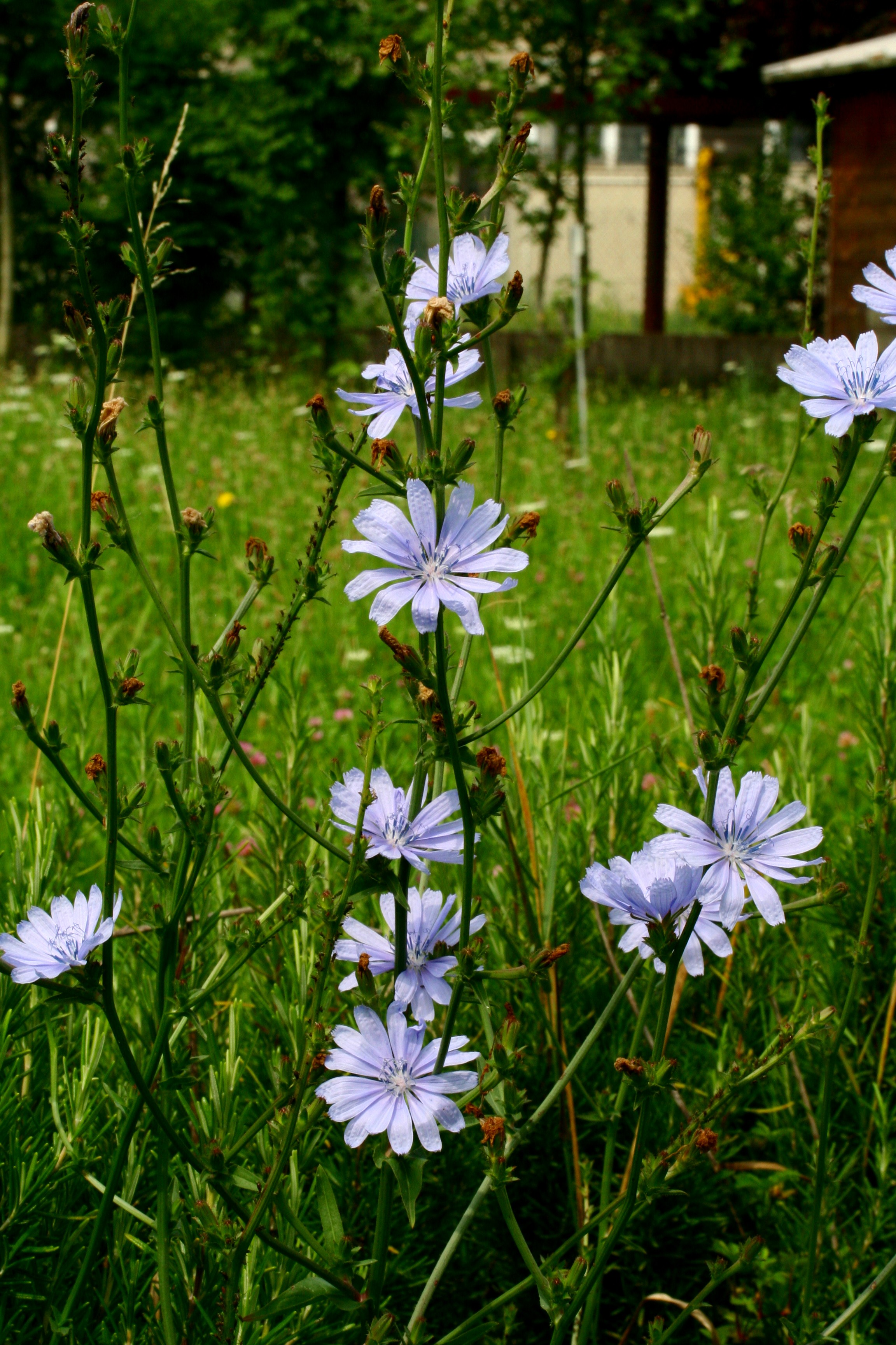 Cichorium intybus ENBLA05
