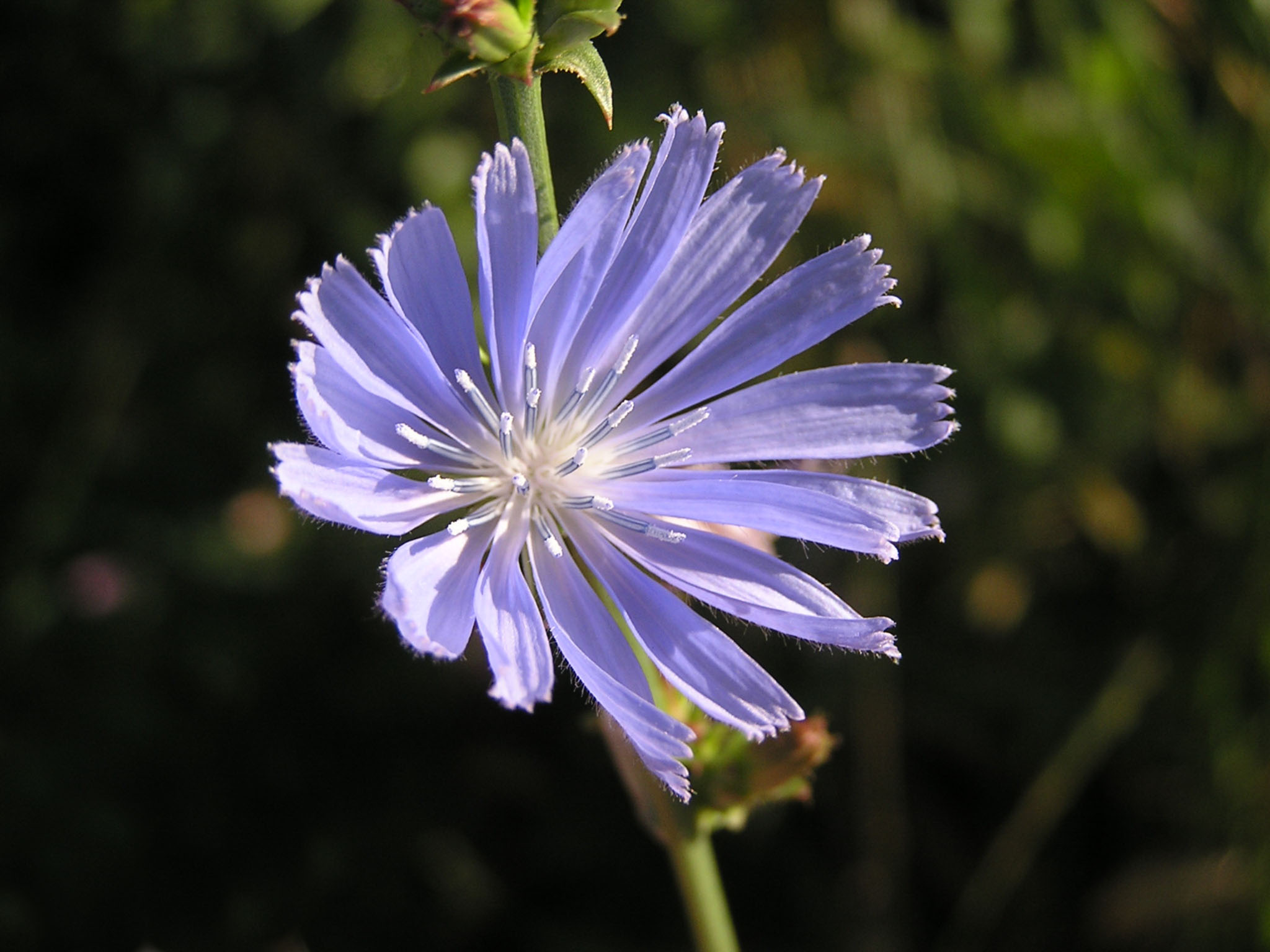 Cichorium intybus in Donetsk
