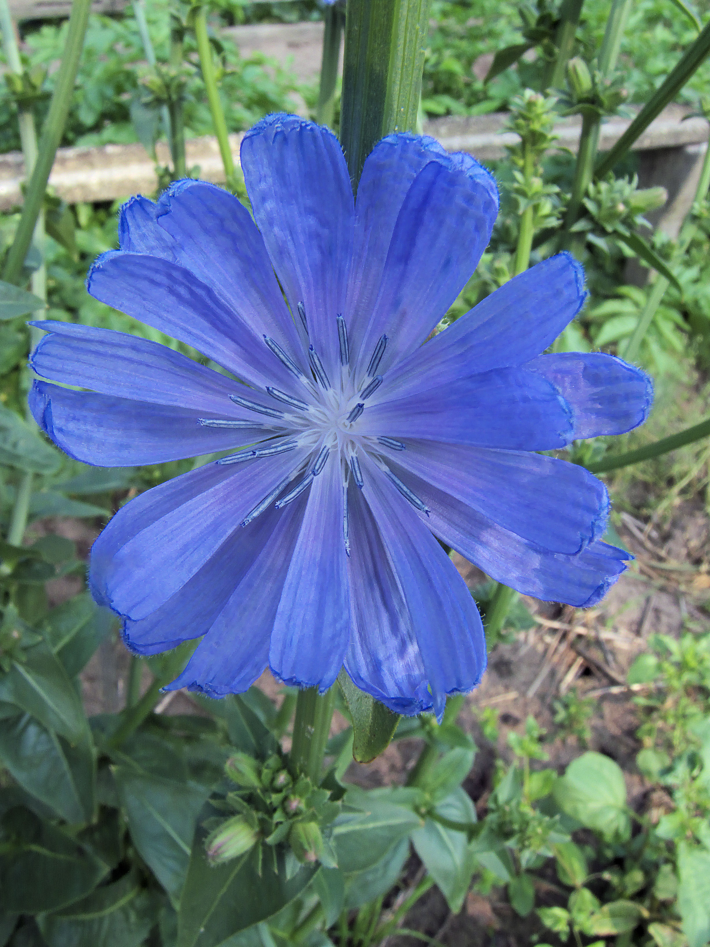 Cichorium intybus var. foliosum flower