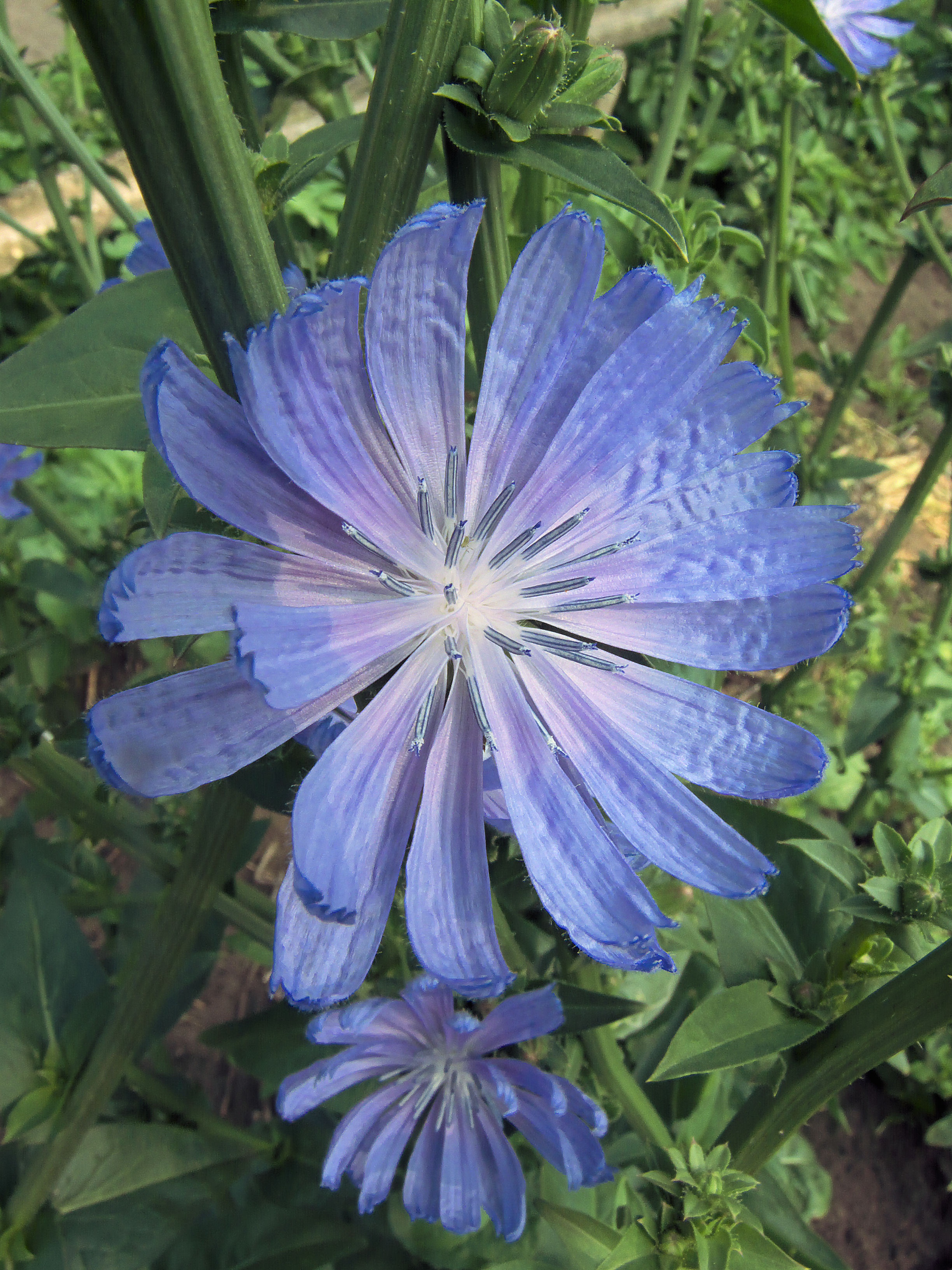 Cichorium intybus var. foliosum flower (1)