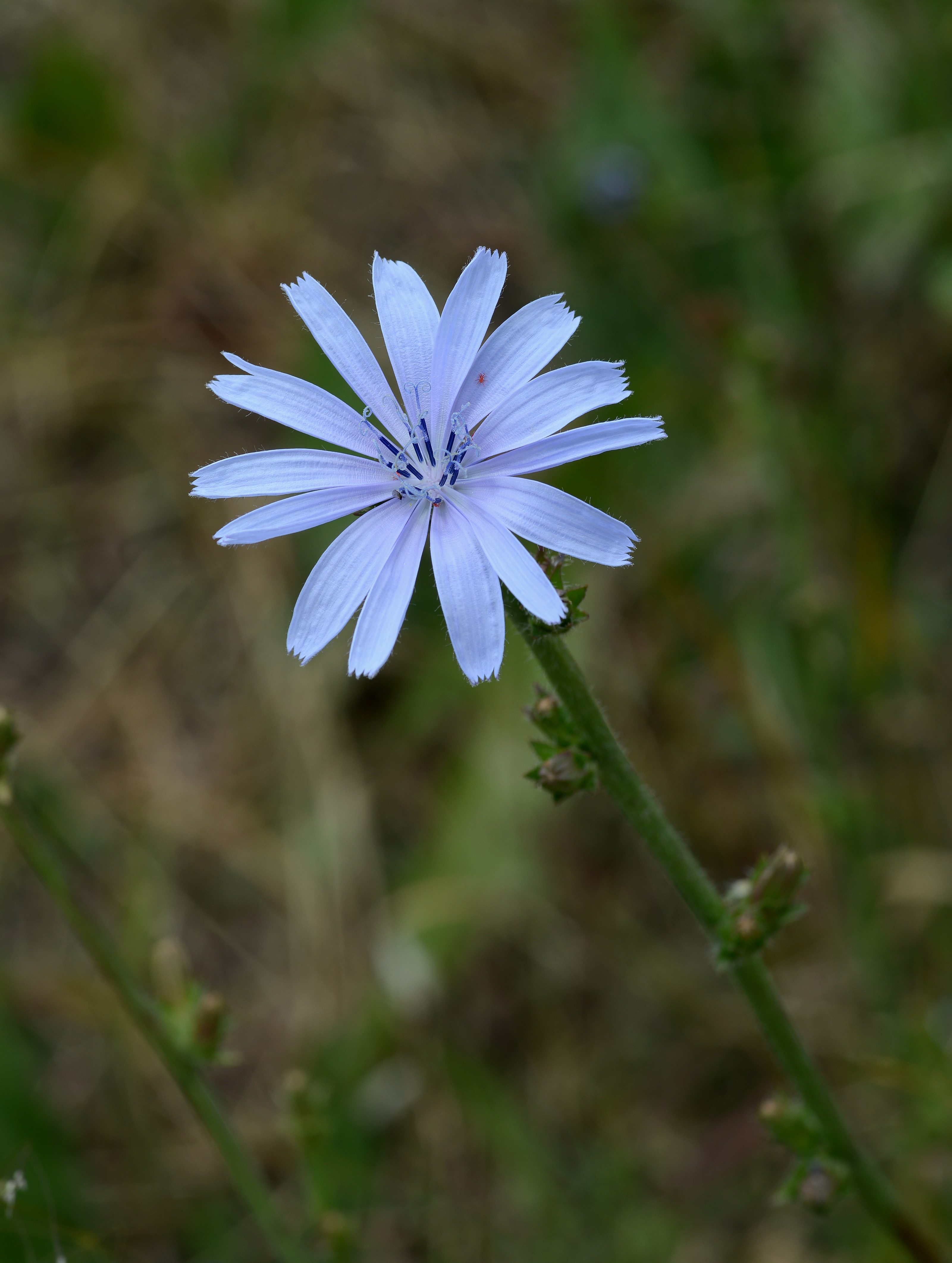 Cichorium May 2013-1
