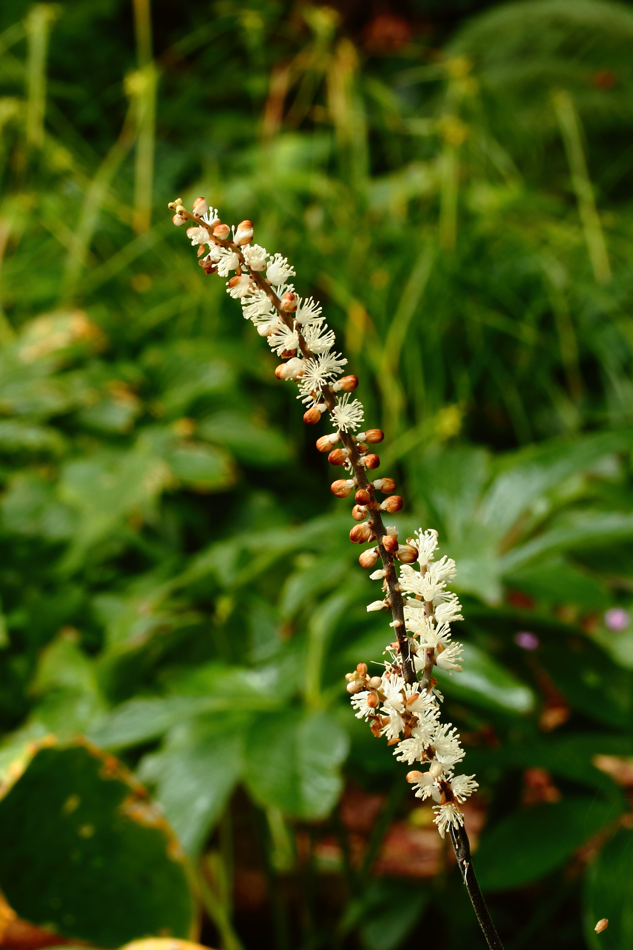Cimicifuga japonica Chejudõ vorm