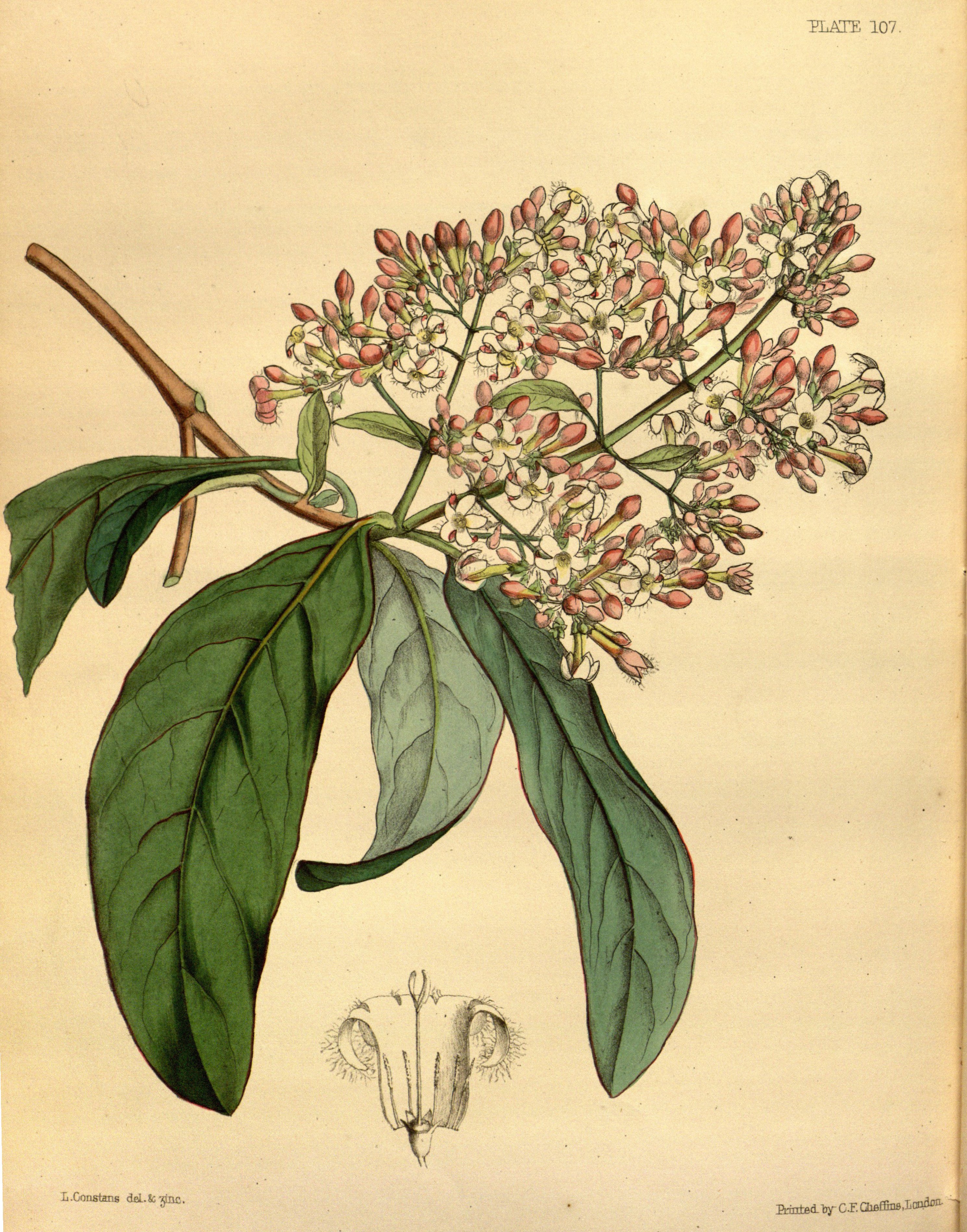 Cinchona calisaya Paxton 107