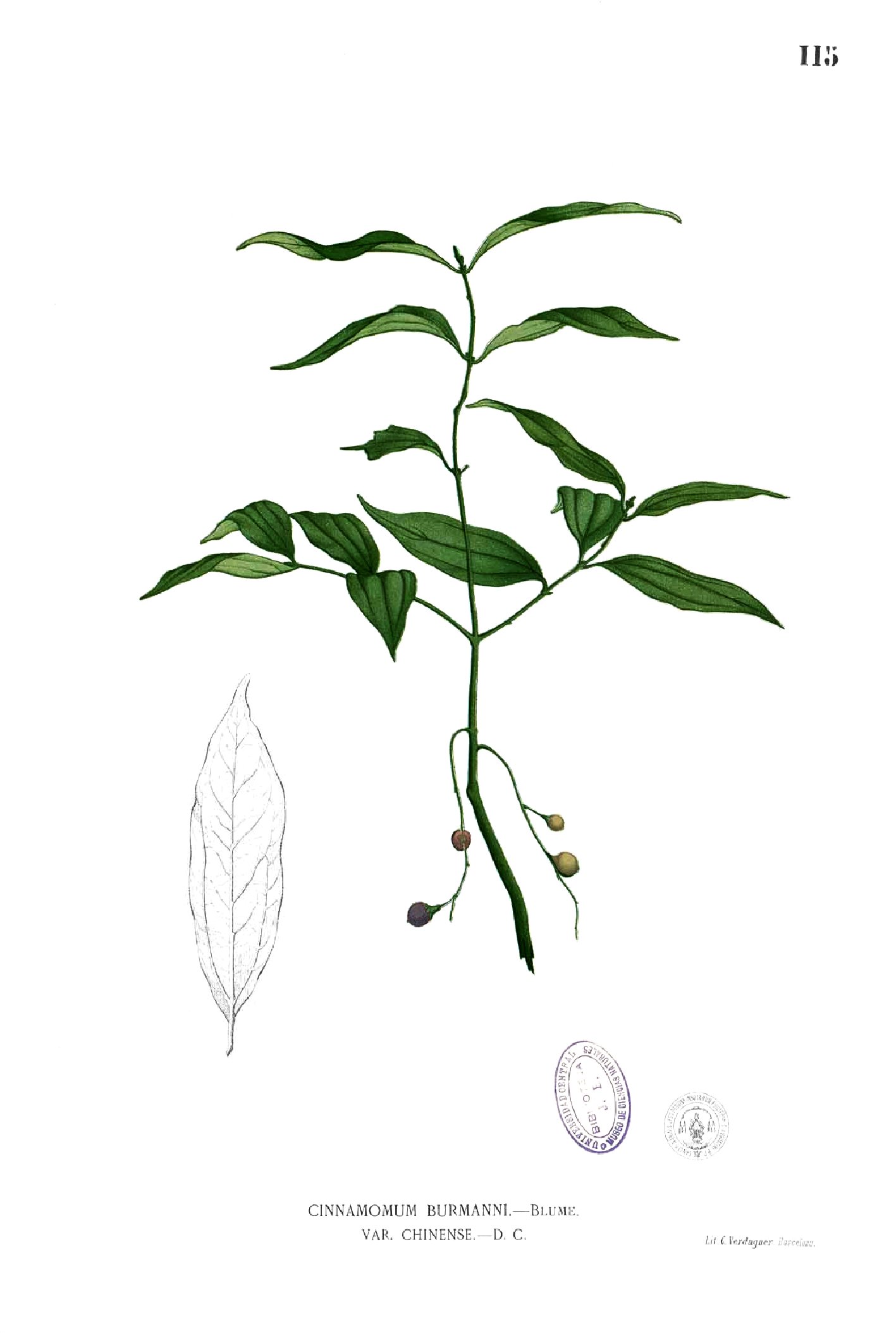 Cinnamomum burmanni Blanco1.115