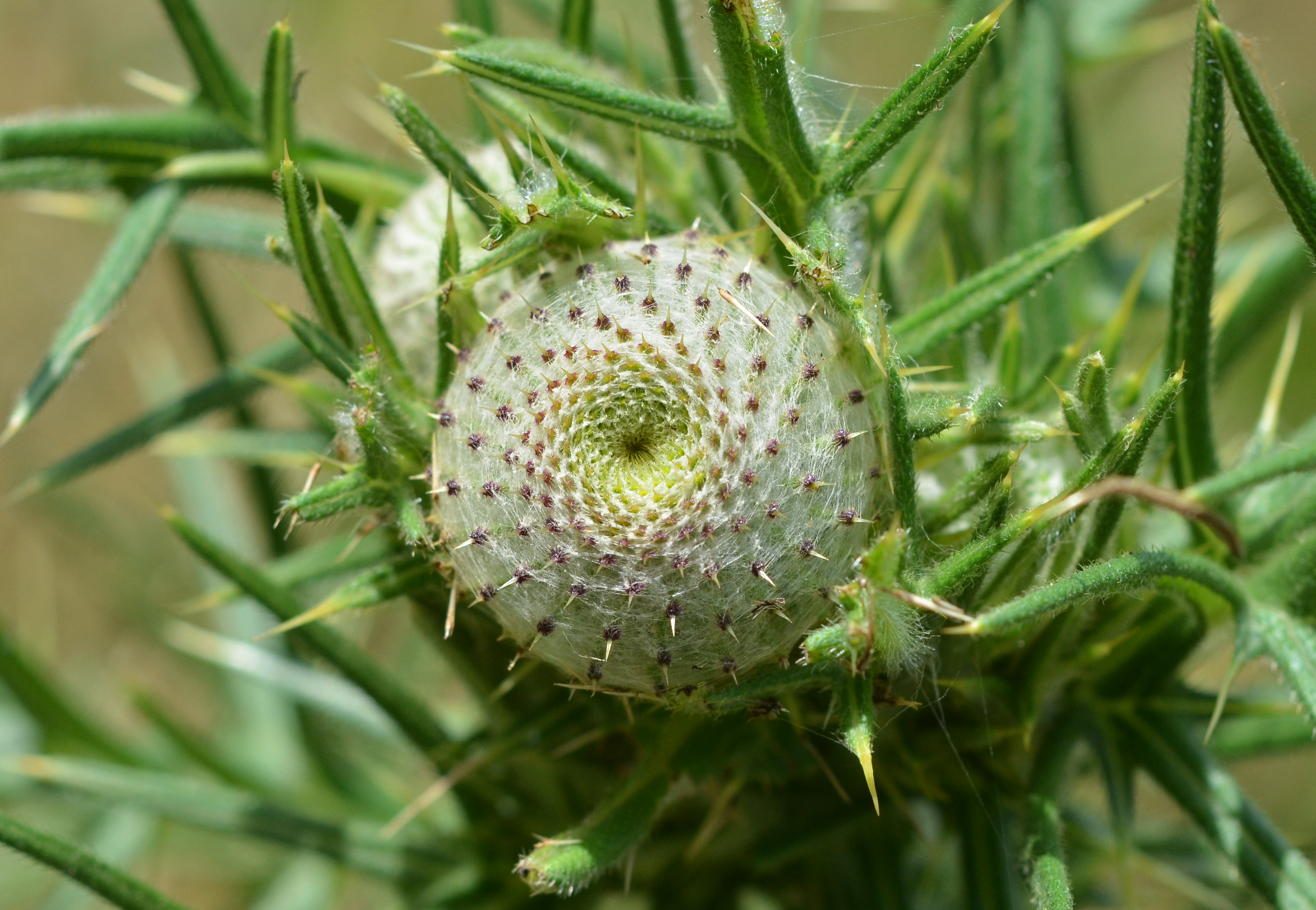 Cirse laineux, Auvergne