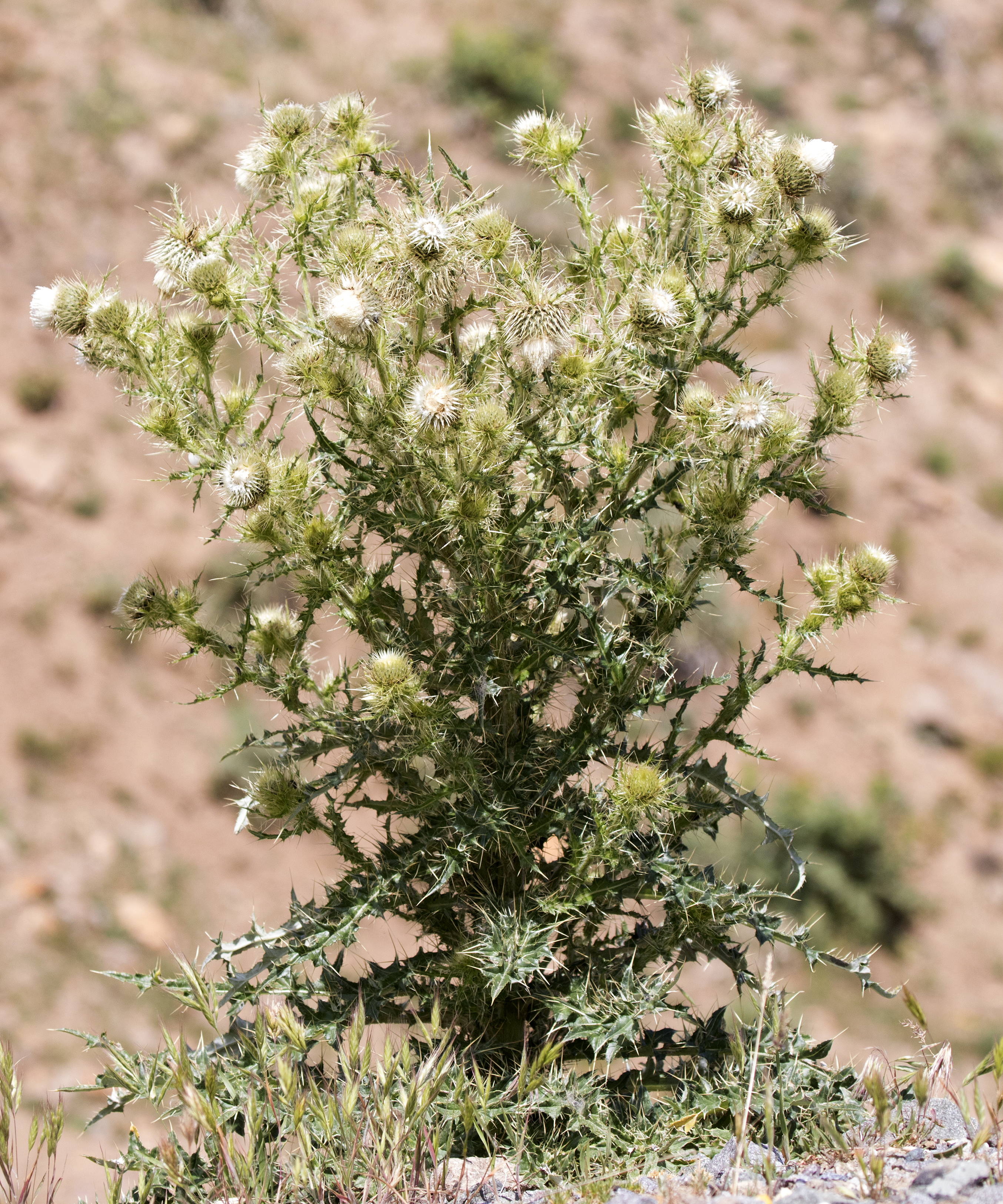 Cirsium echinus - Kirpi Kangalı, Giresun 2017-07-07 01-1