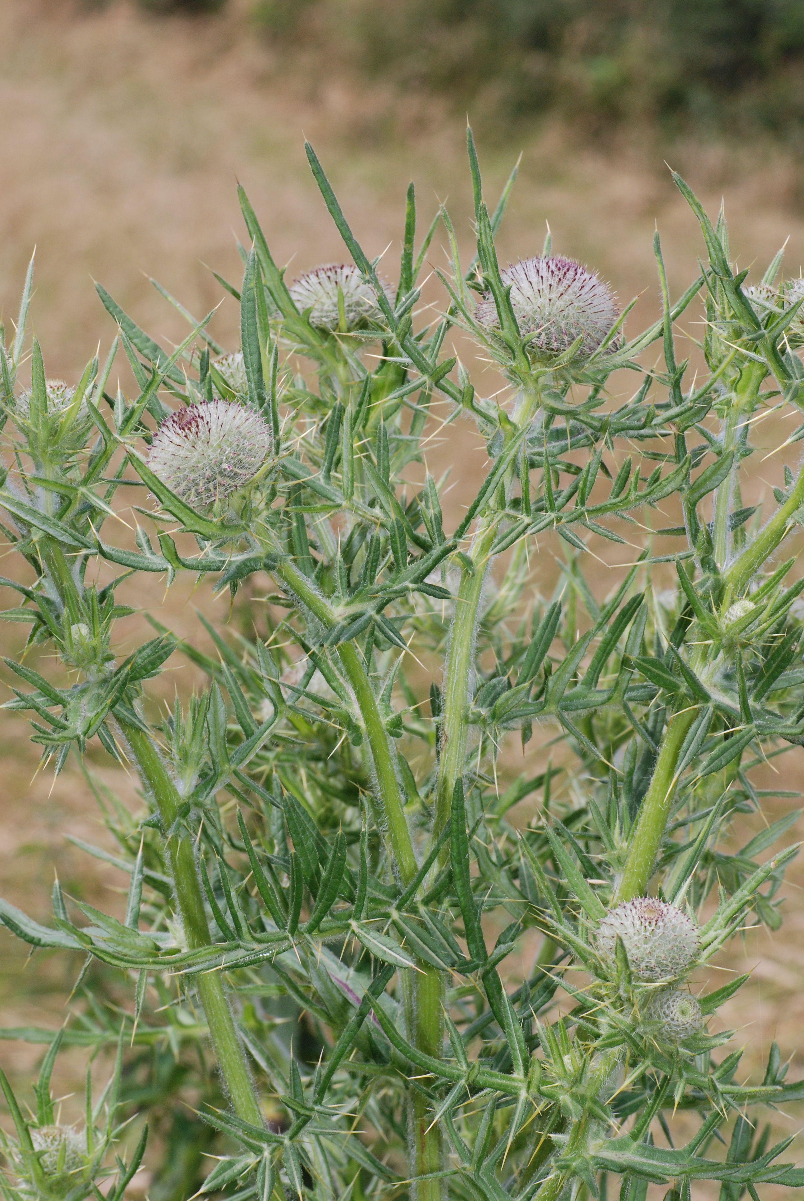 Cirsium eriophorum bray-sur-somme 80 25062007 1