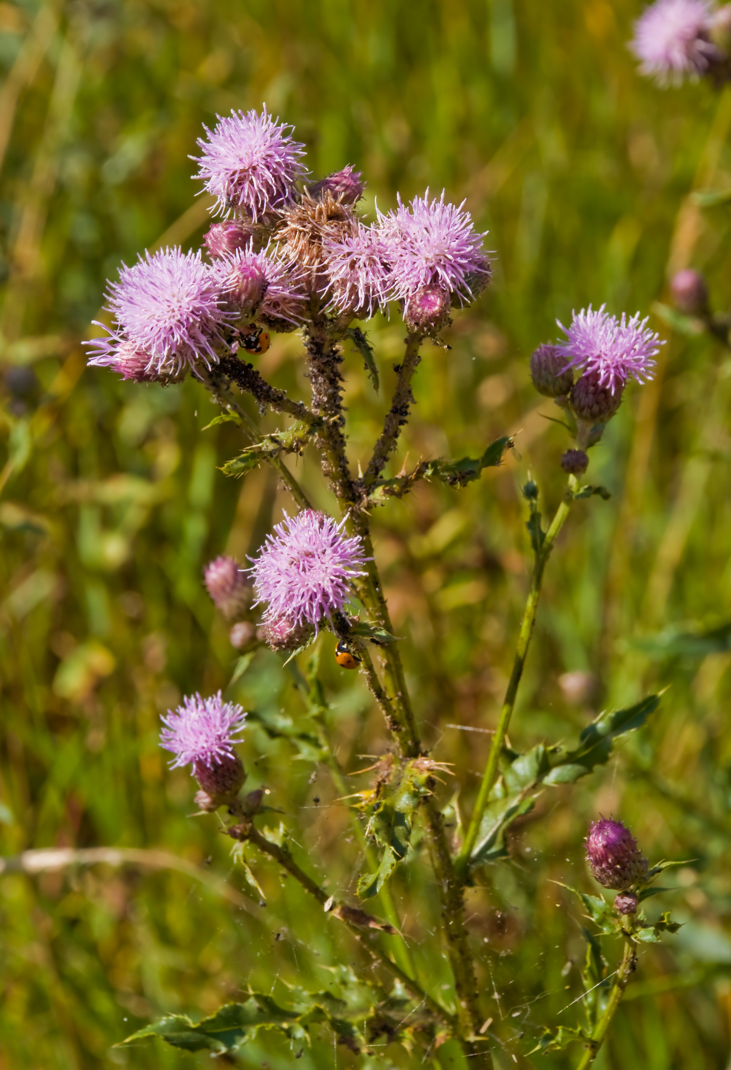 Cirsium palustre Martinmäki
