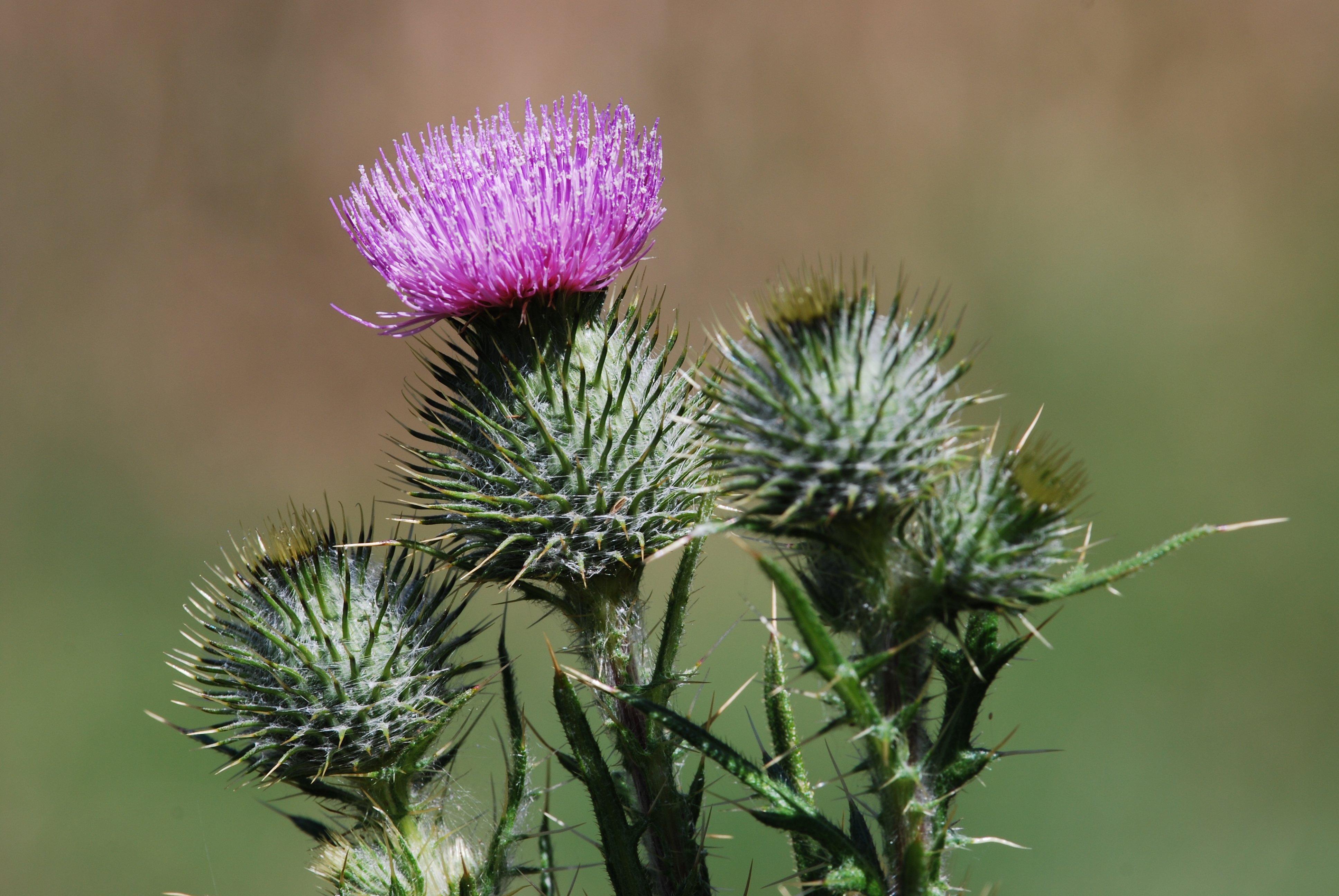 Cirsium vulgare - carrick tasmania