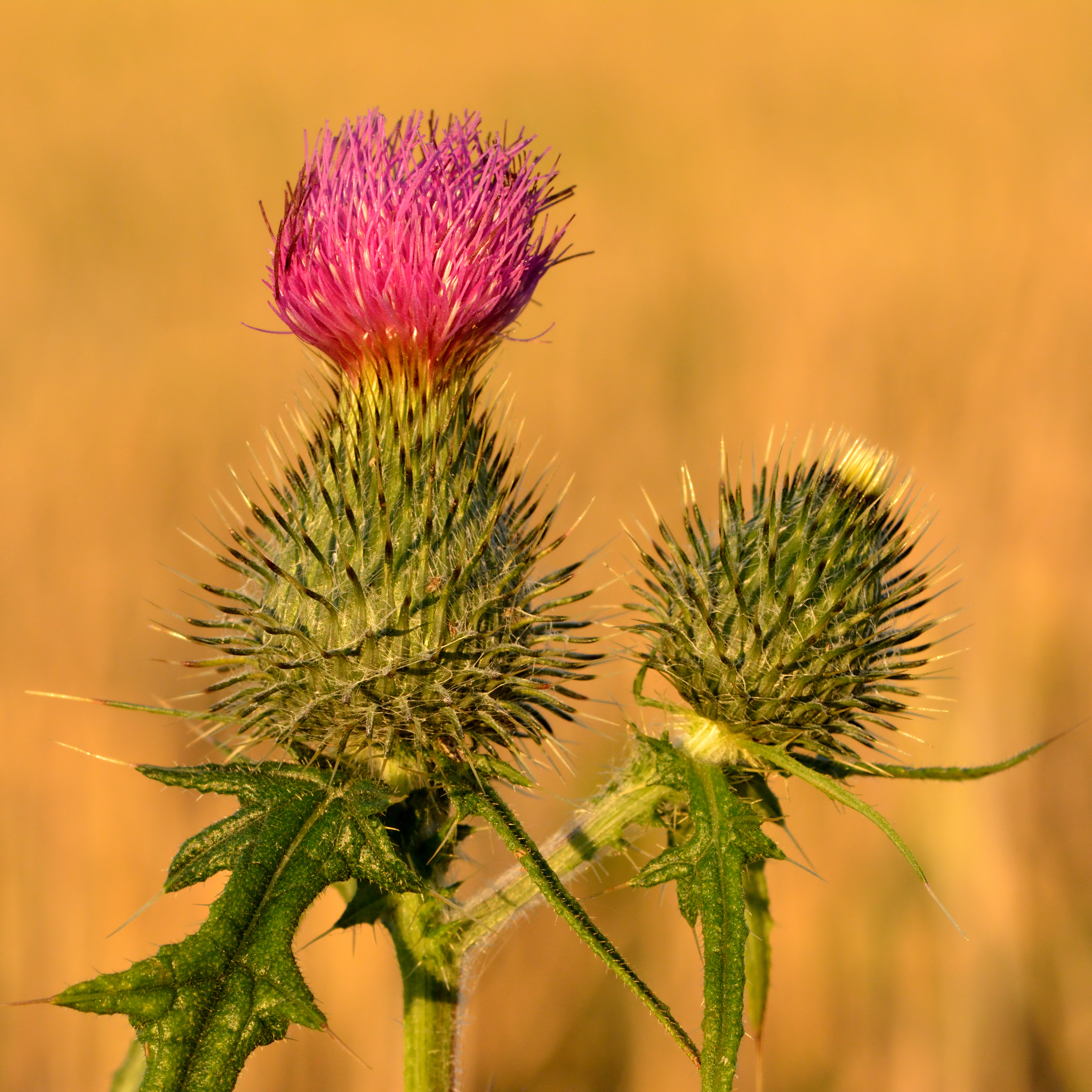 Cirsium vulgare - Keila1