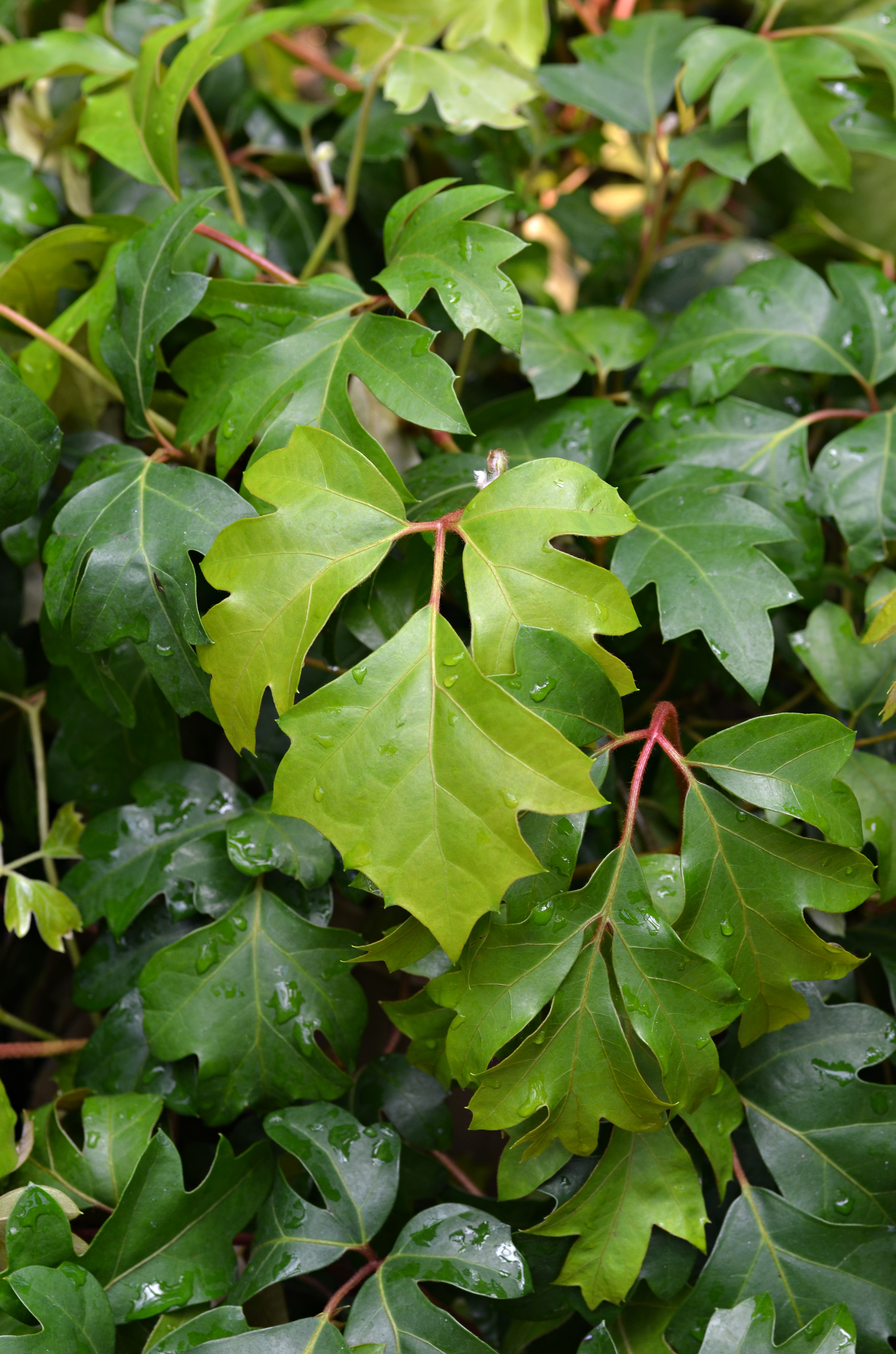 Cissus alata Leaves